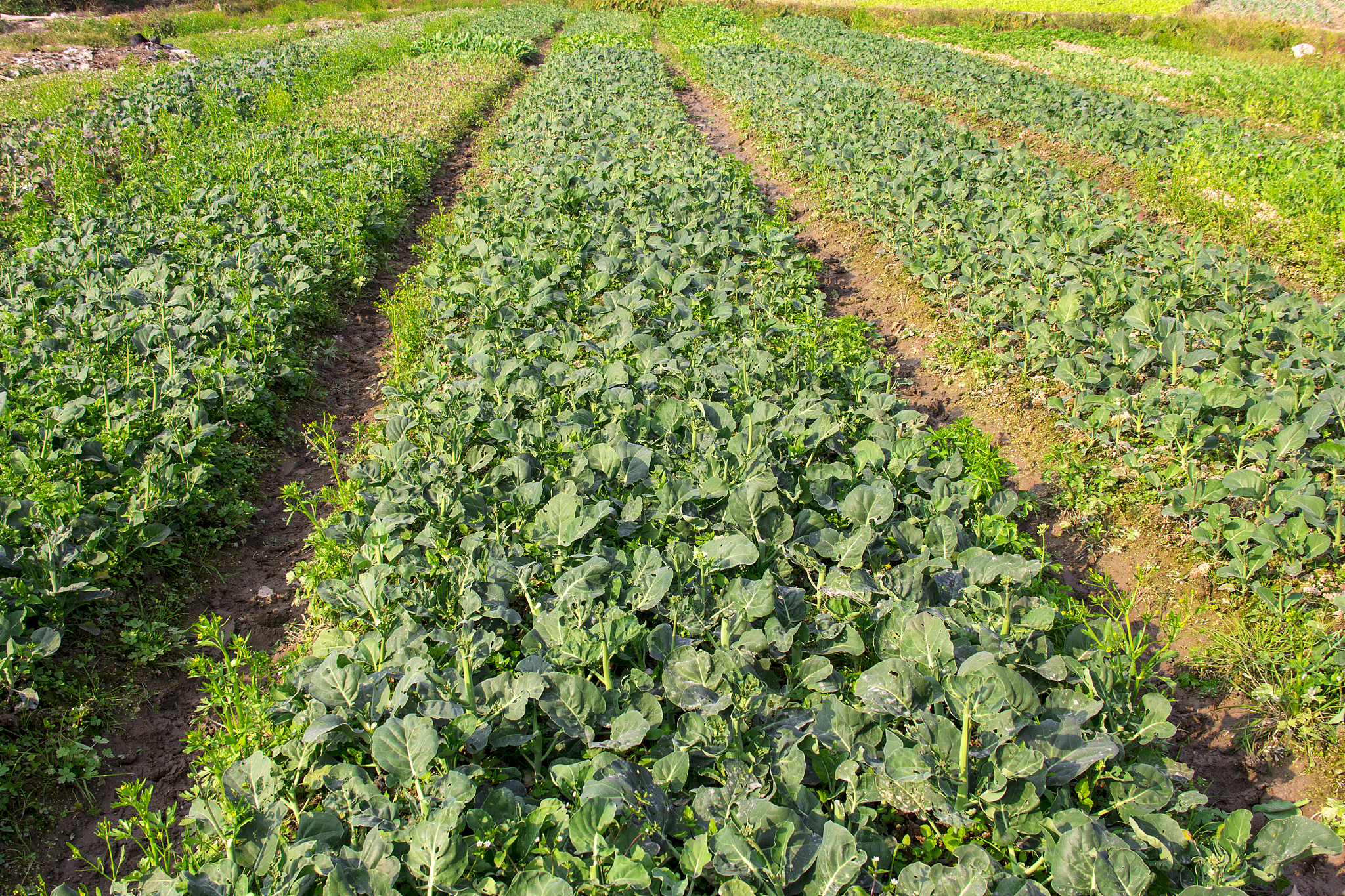 创意中文爆款标题3个：江苏灌南：紫花苦菜产地之源