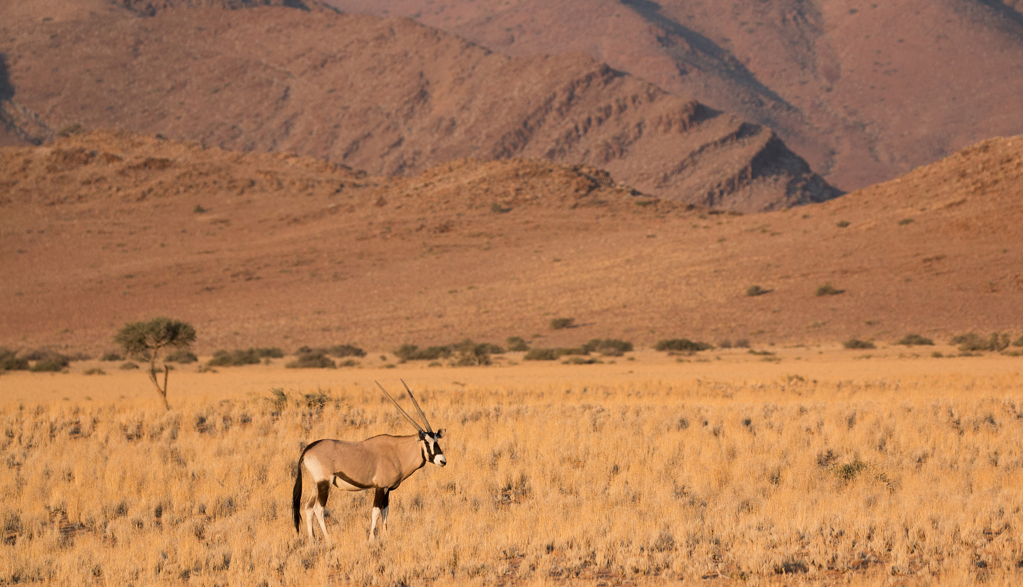 wild animal kenya