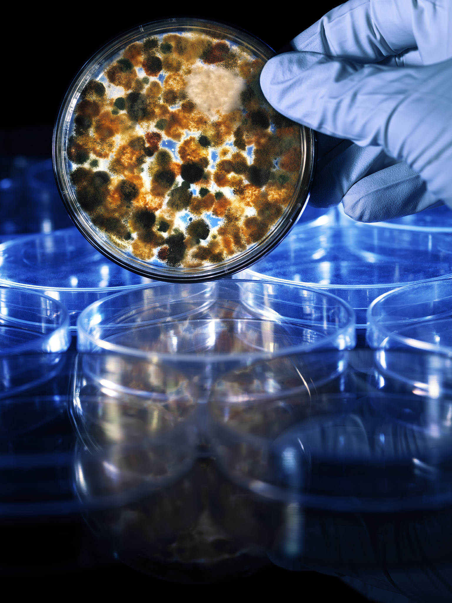 如何设计实验进行新型杀菌剂作用靶标验证