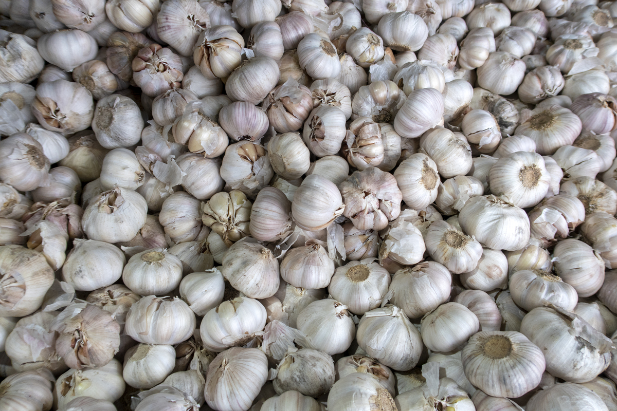 用中文写一个关于大蒜的直播脚本600字