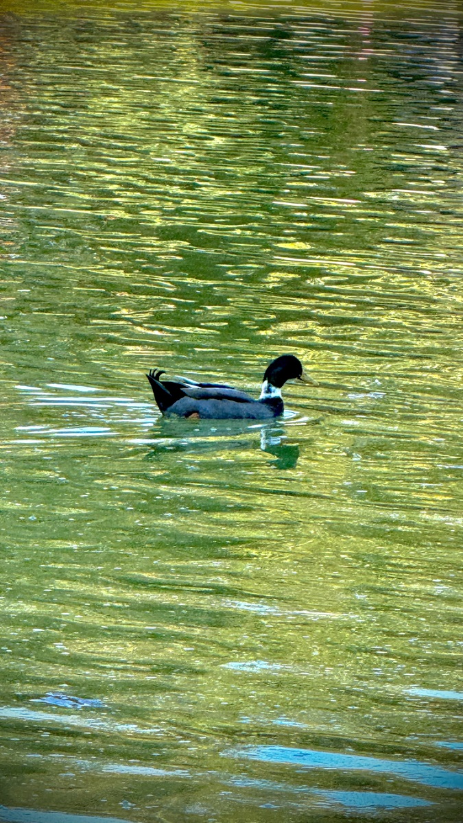 小燕子横掠湖面，美景如画，意境动人
