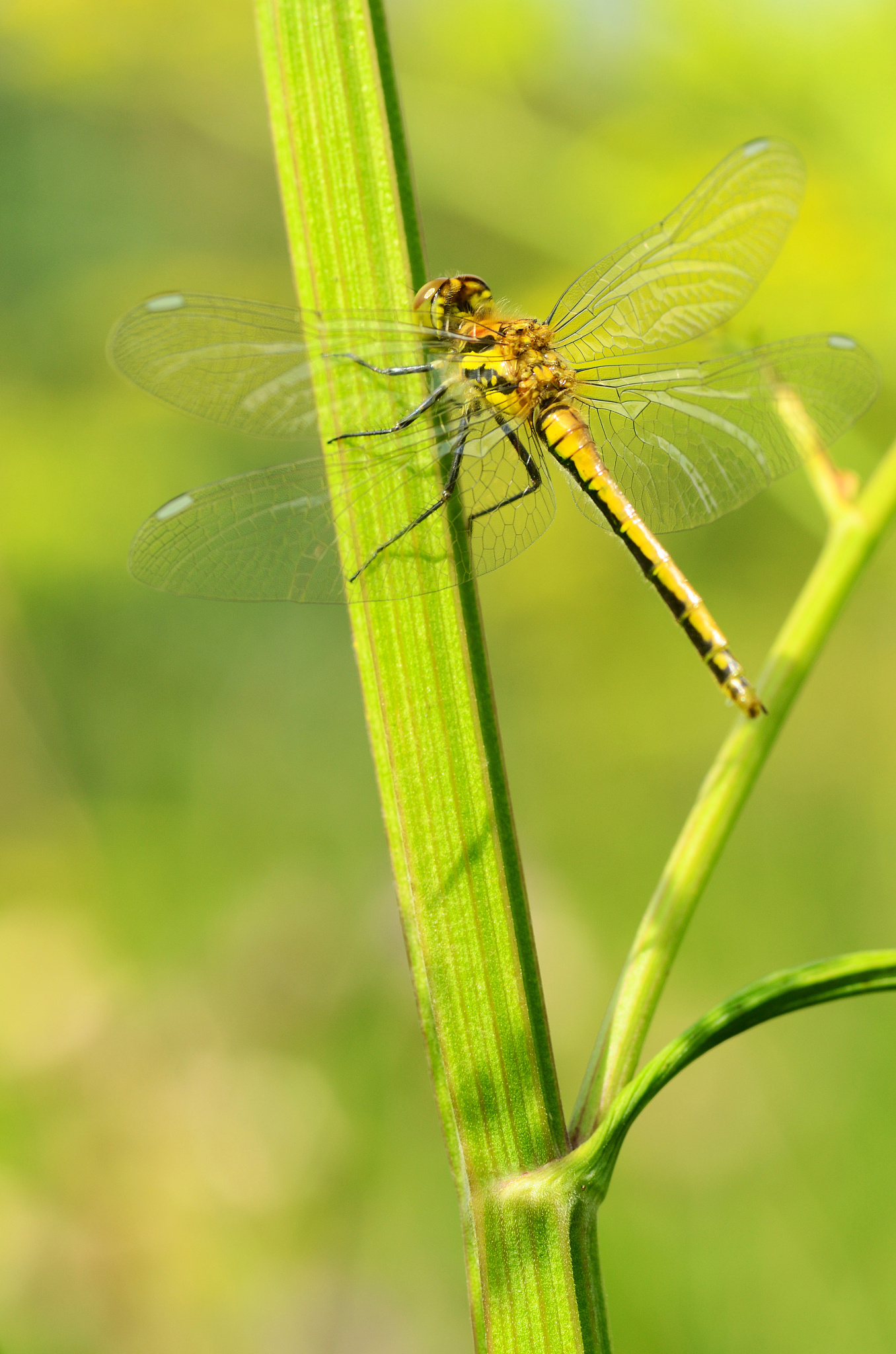 JOURNAL OF INSECT SCIENCE 期刊推荐理由：学科广泛、高质量、开放获取