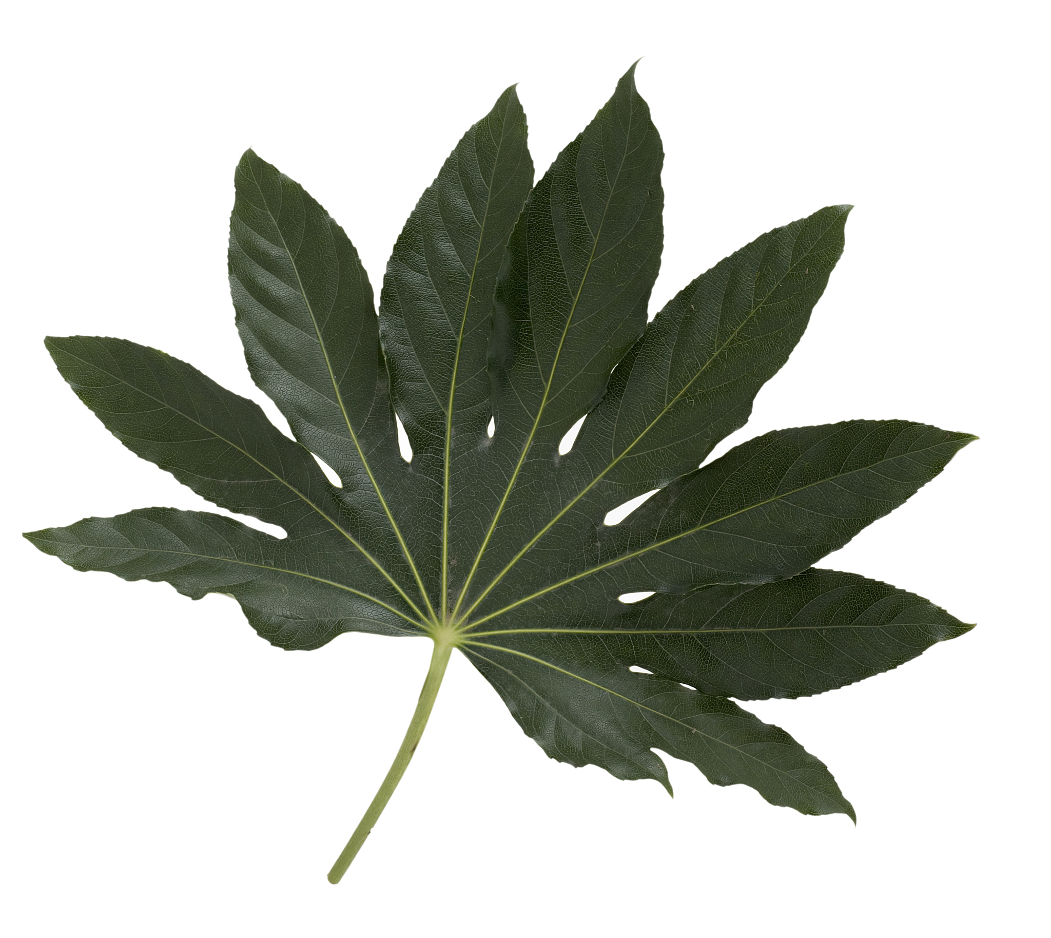 Epiphytische Pflanzen: Definition, Arten & Lebensraum
