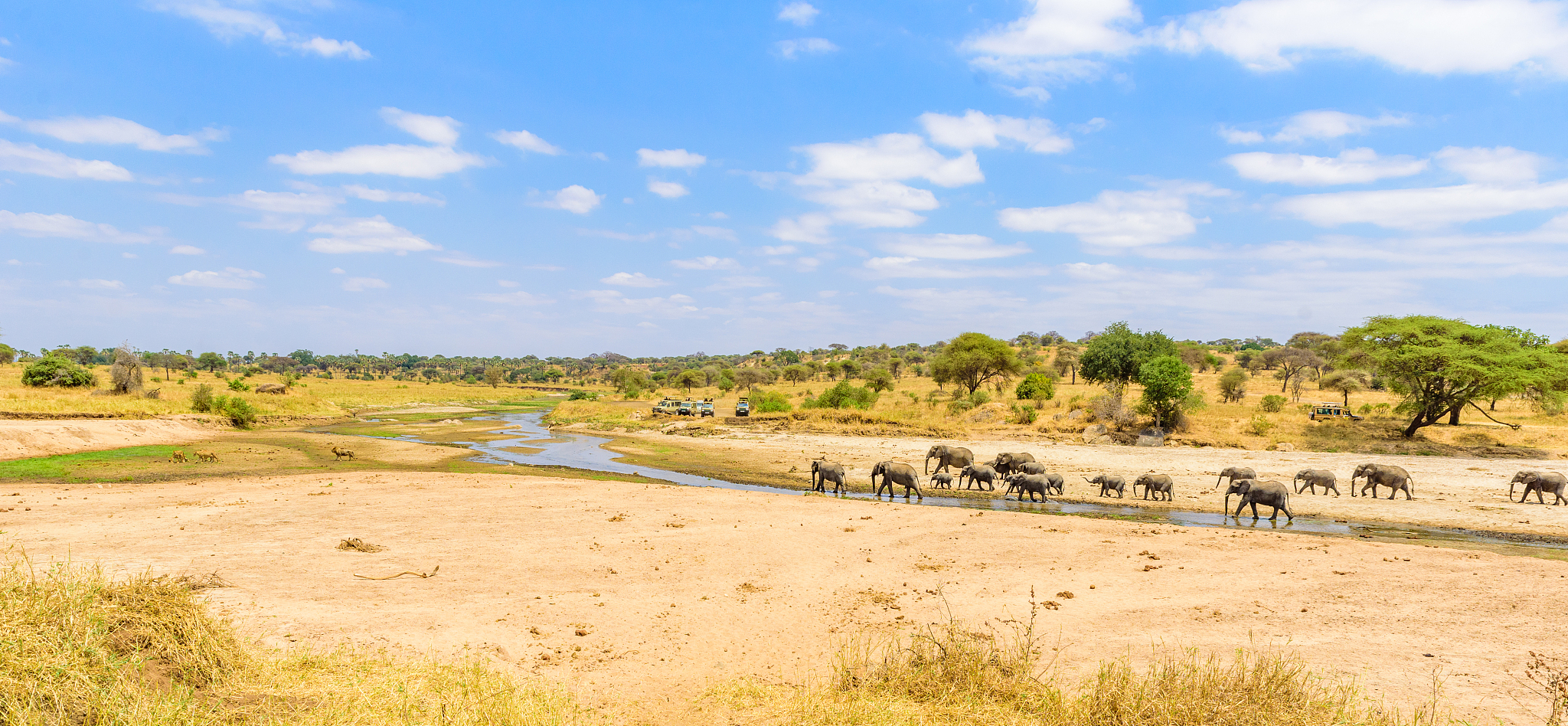 family of elephants and lions at waterhole in tarangire national