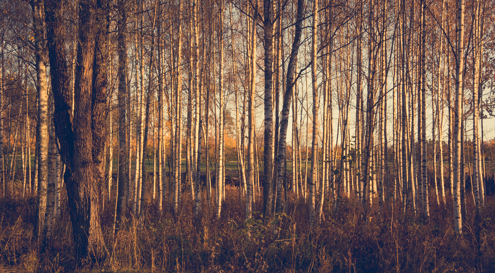 A因素如何导致B下降：深入分析与影响因素