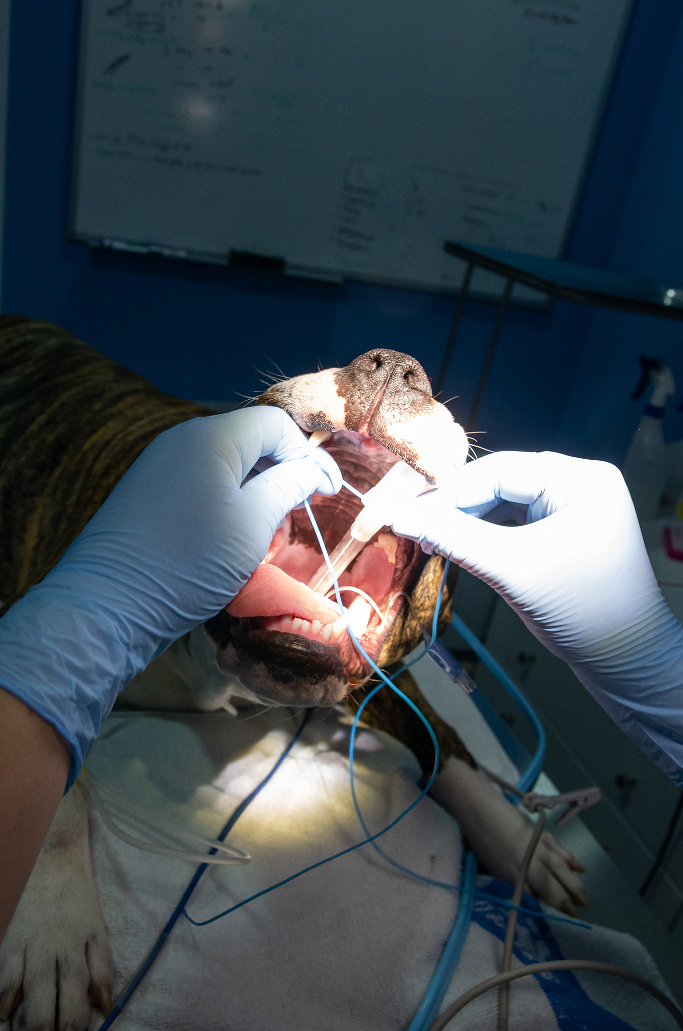 endotracheal intubation in an anesthetic dog