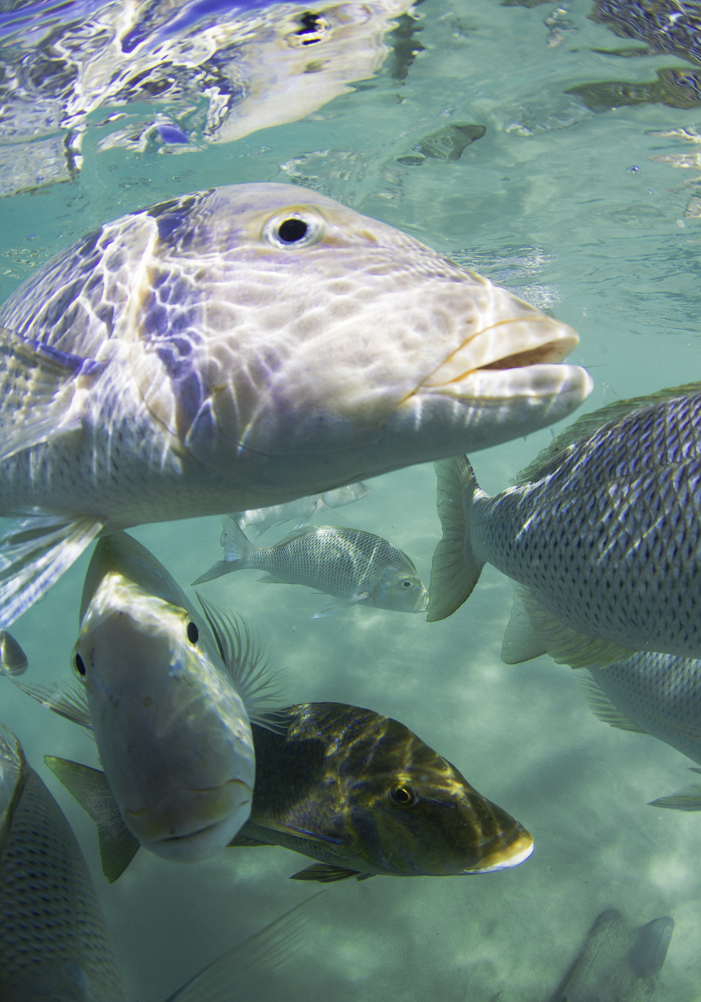 curious fish in closeup