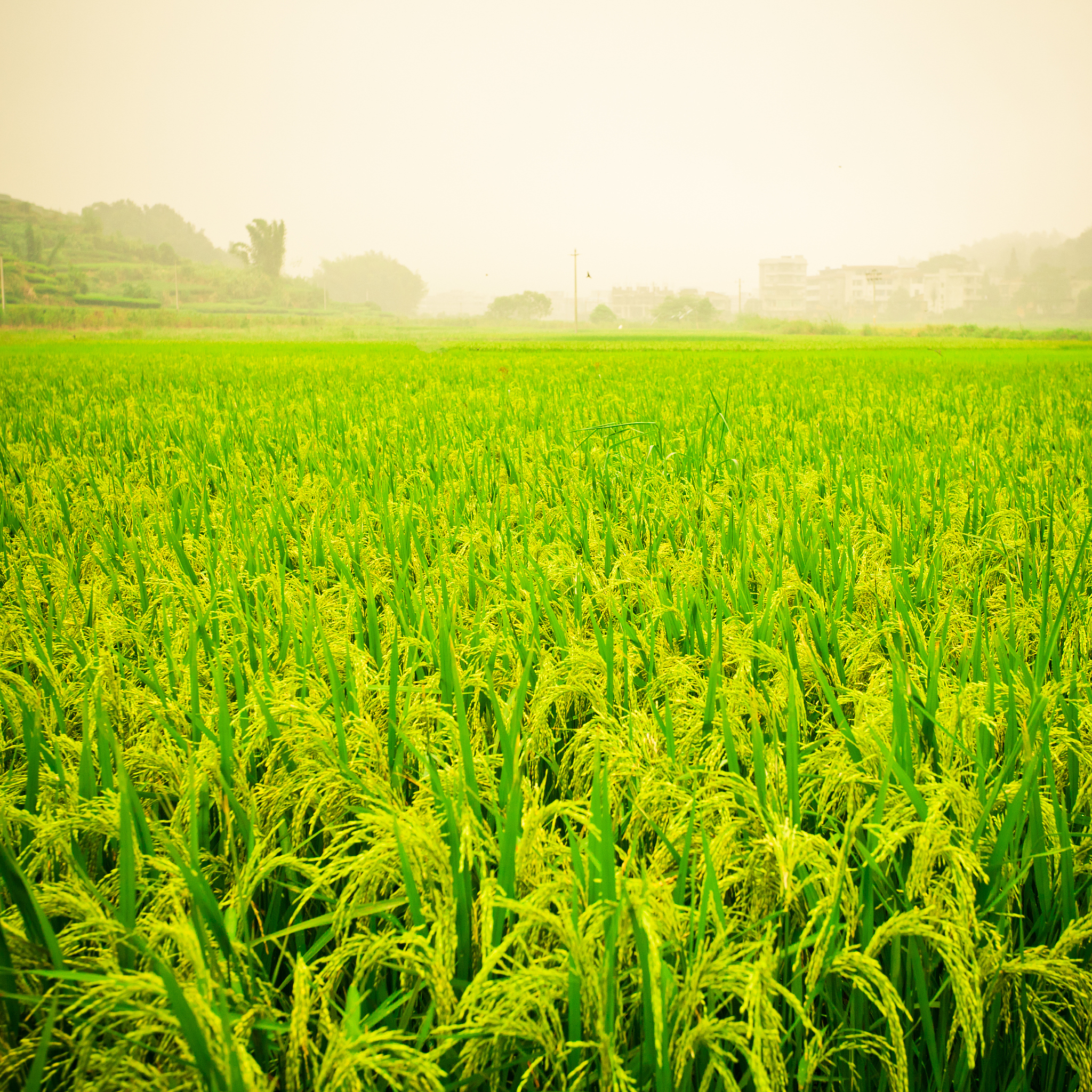 重庆江津适合栽种什么农作物