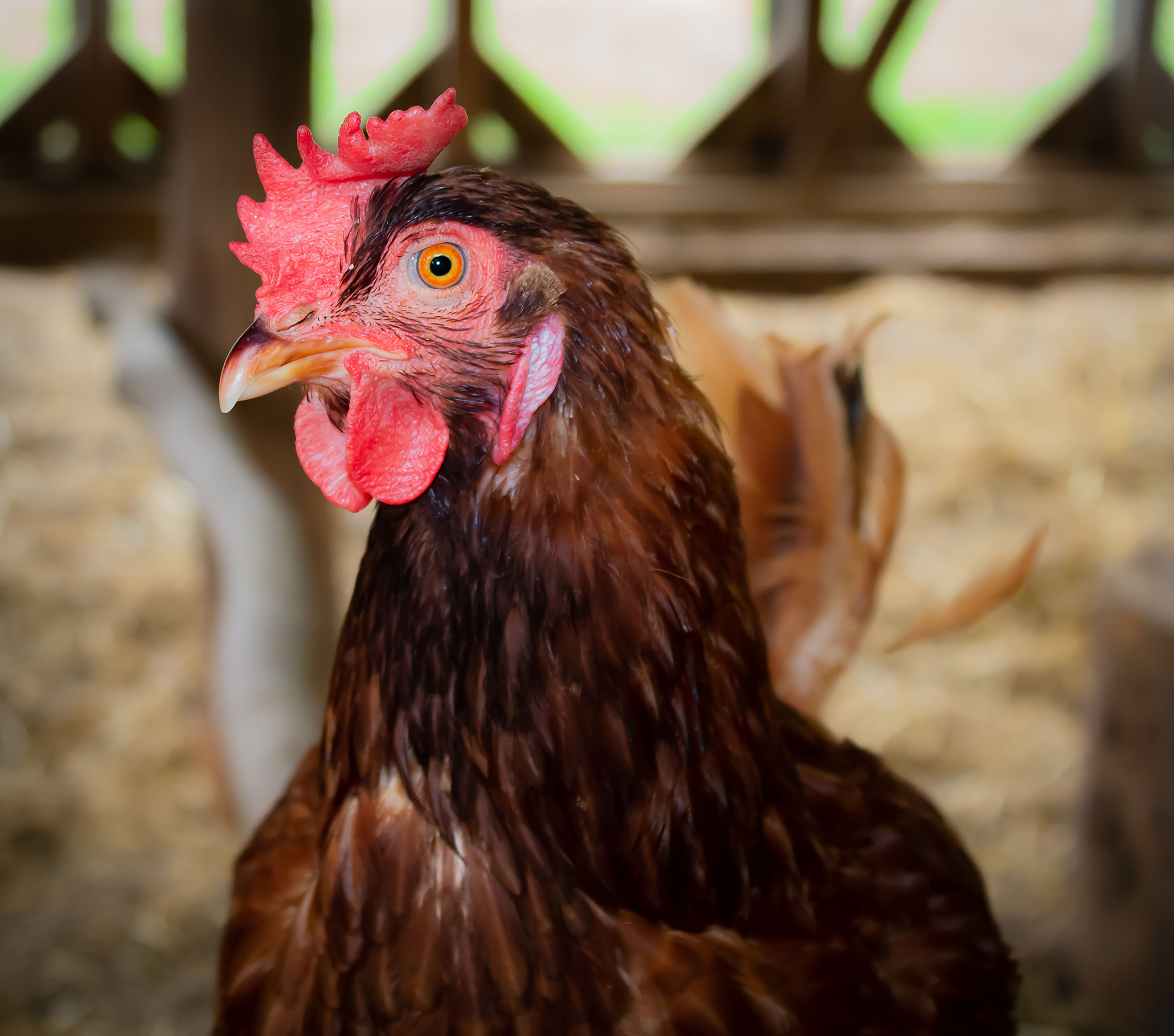 chicken