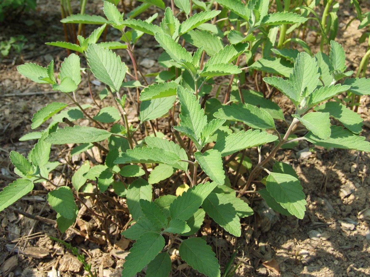 梅花草别称苍耳七：叶子像耳朵，七片一组