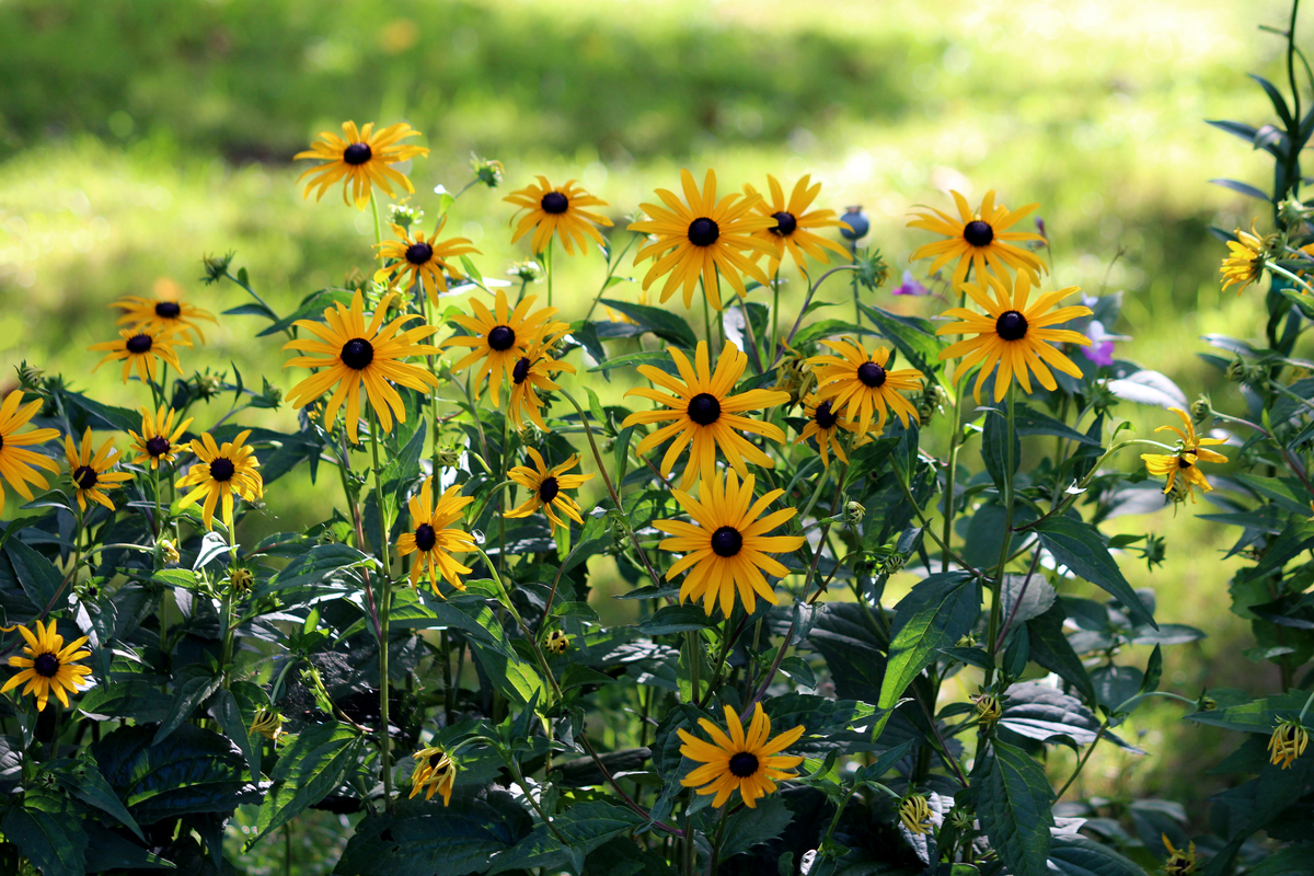 Write what is sunflowers using a few sentence