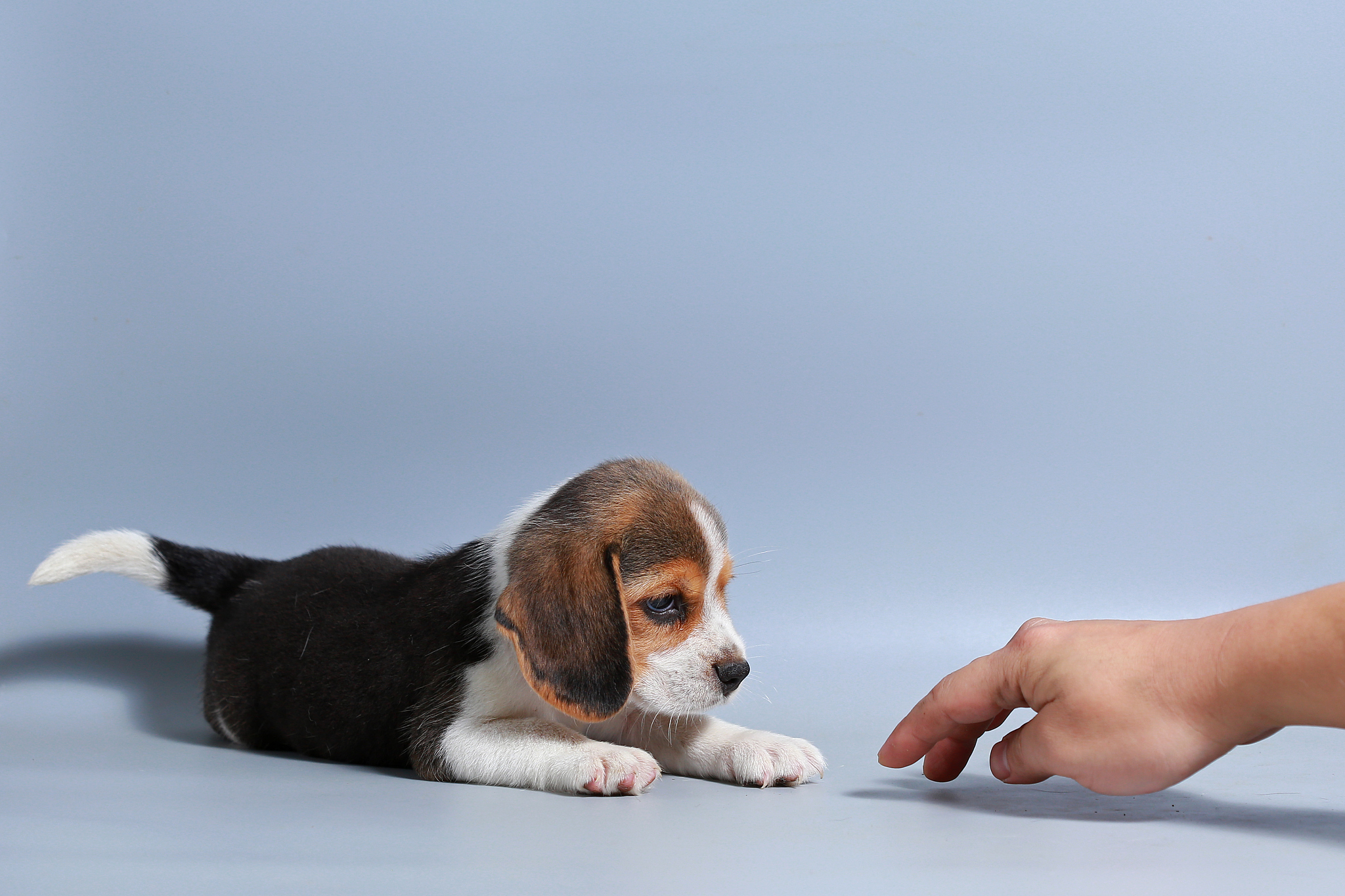 1 month pure breed beagle puppy on gray screen