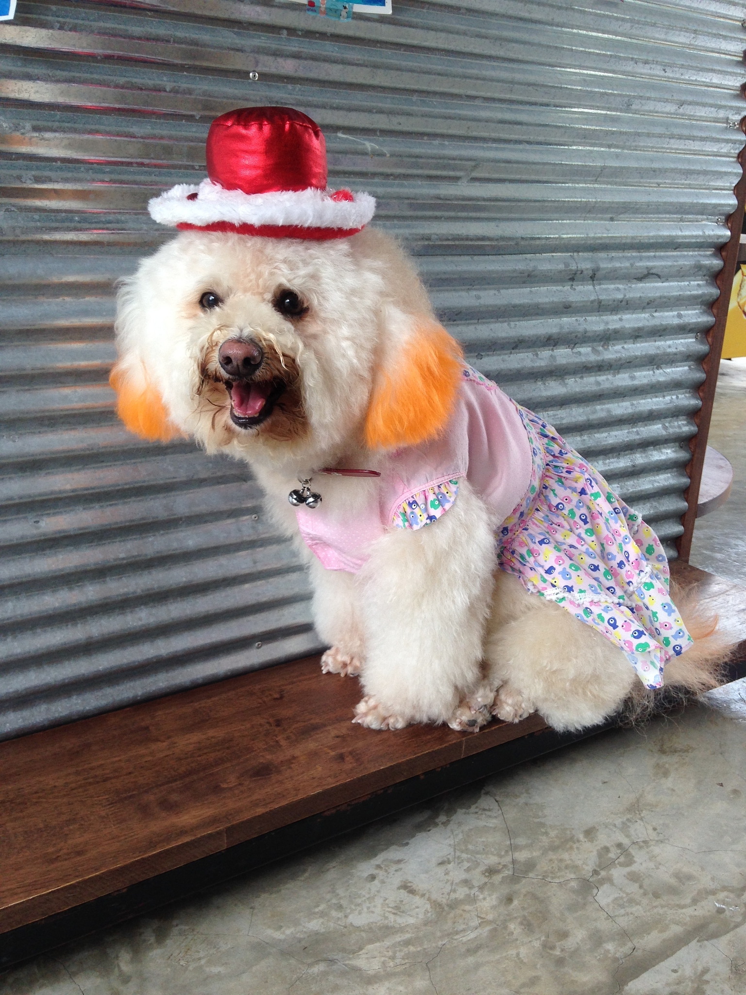 萌宠时尚：宠物成为时尚潮流的一部分