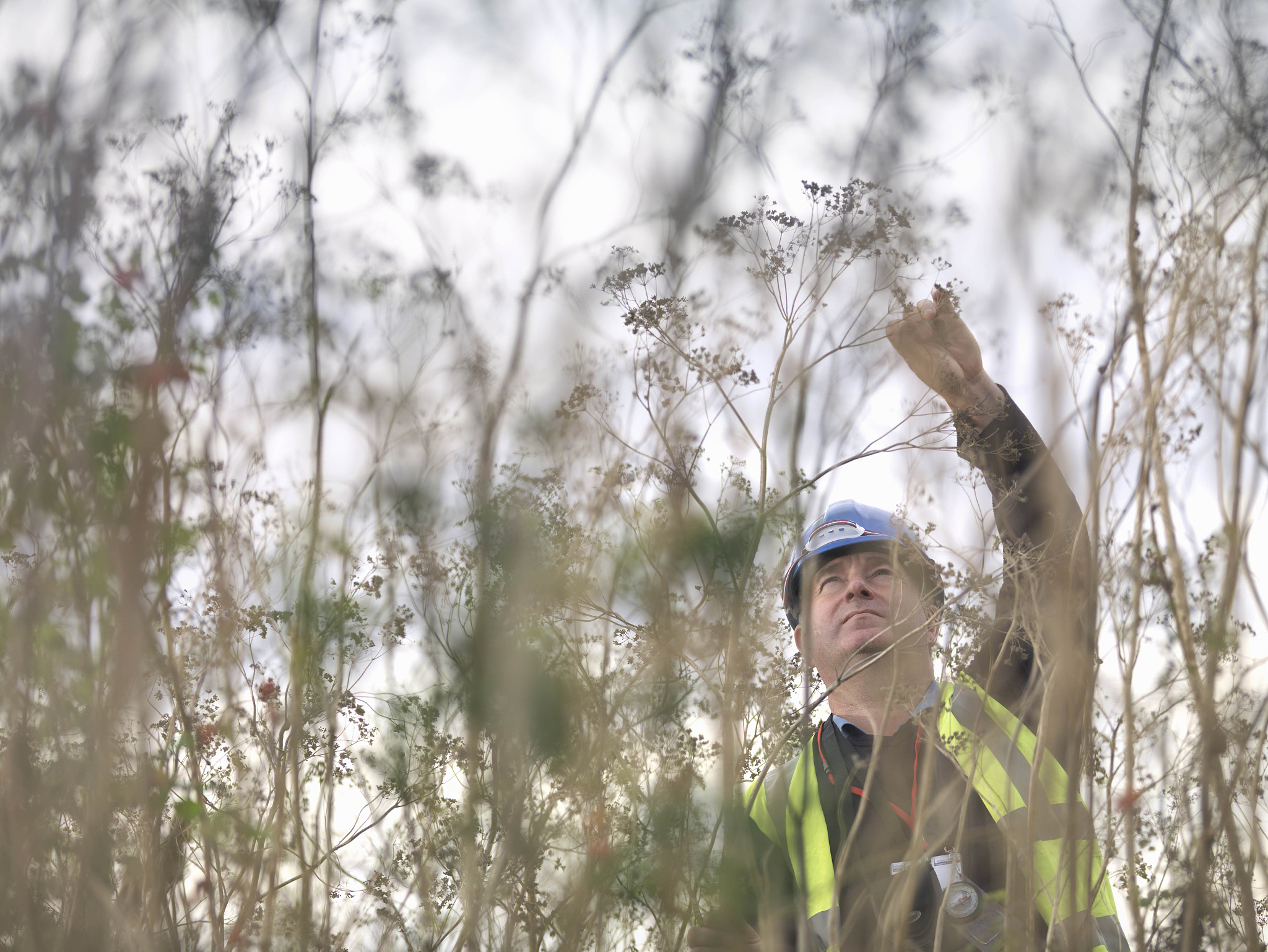 《Journal of Experimental Botany》期刊研究内容详解