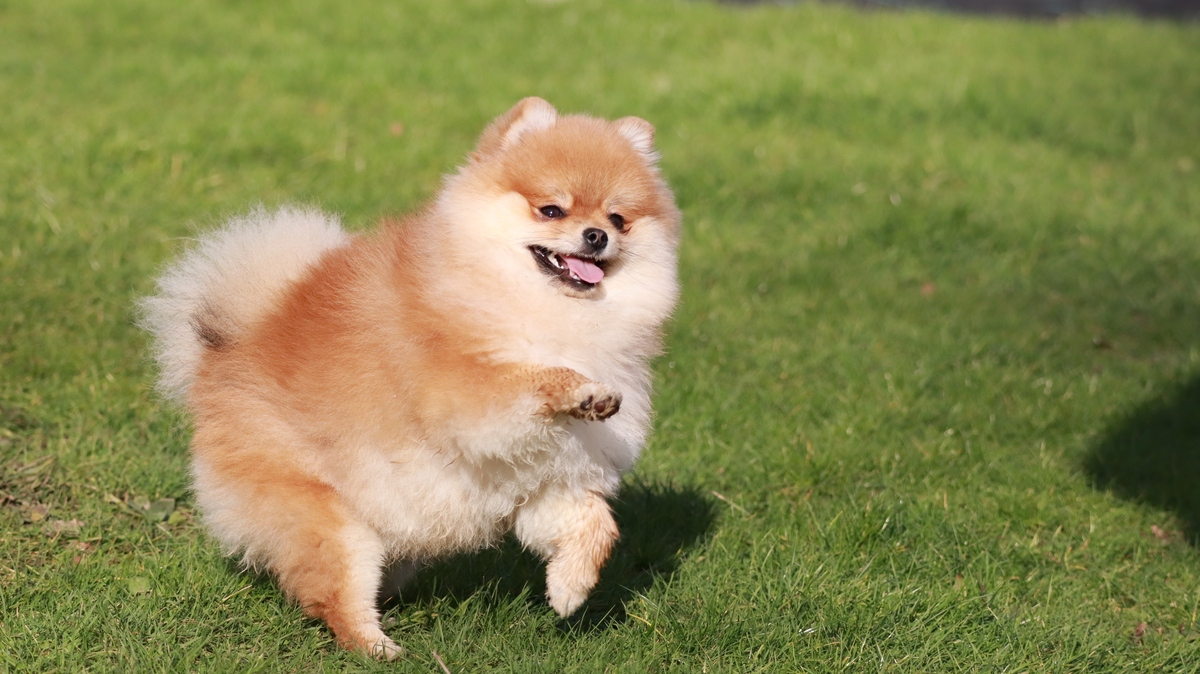 寻找完美狗名？我帮你！