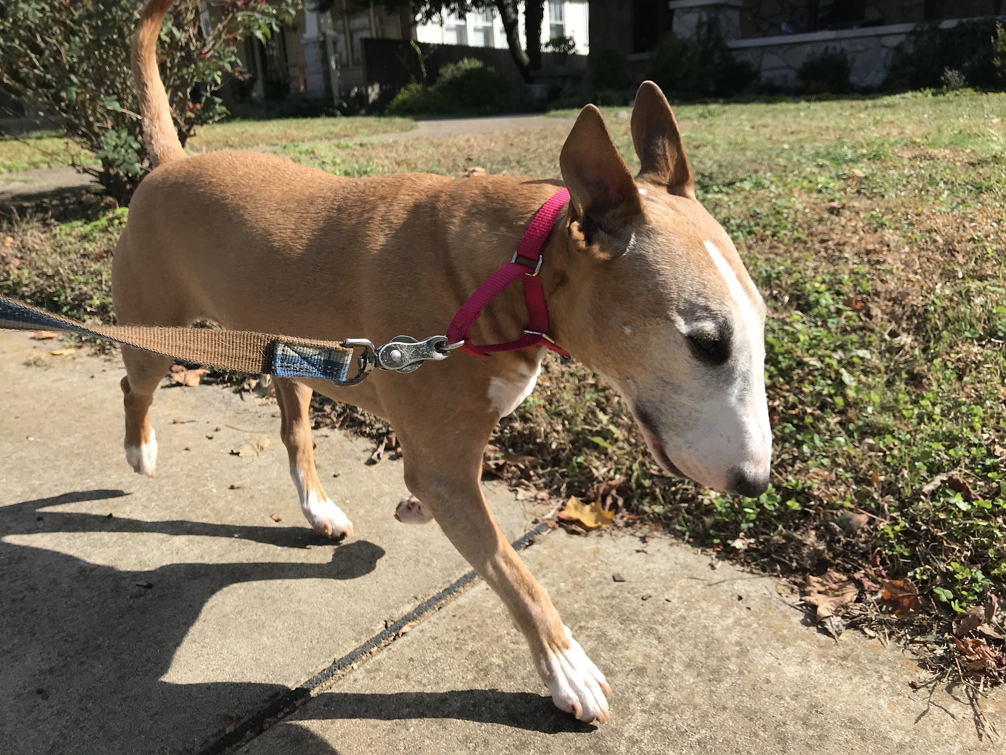 bull terrier on a walk