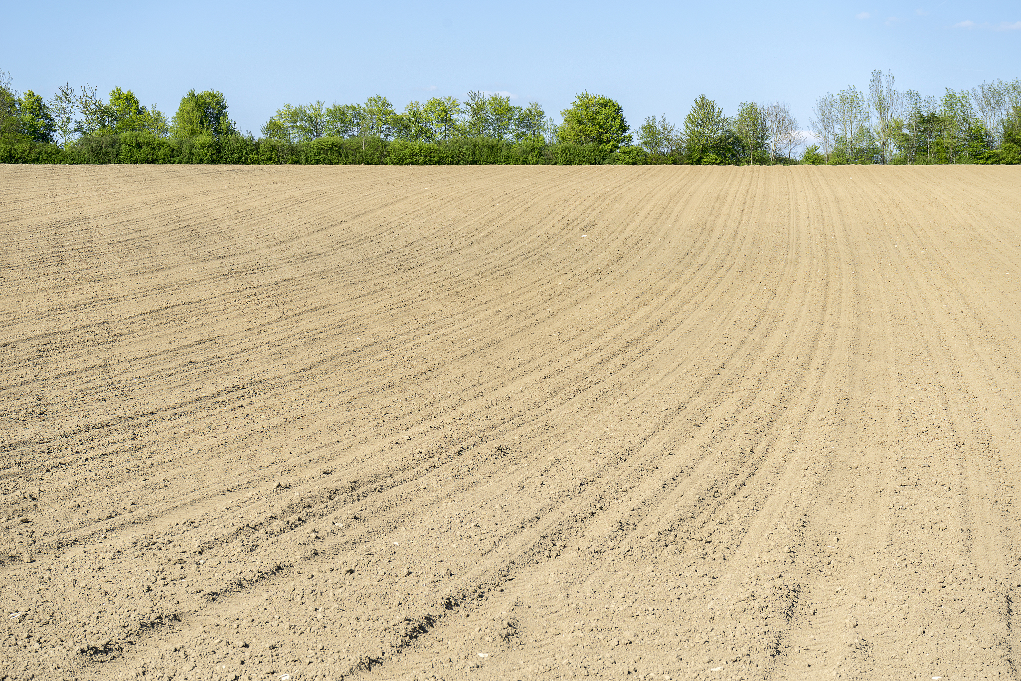 sunny agricultural scenery