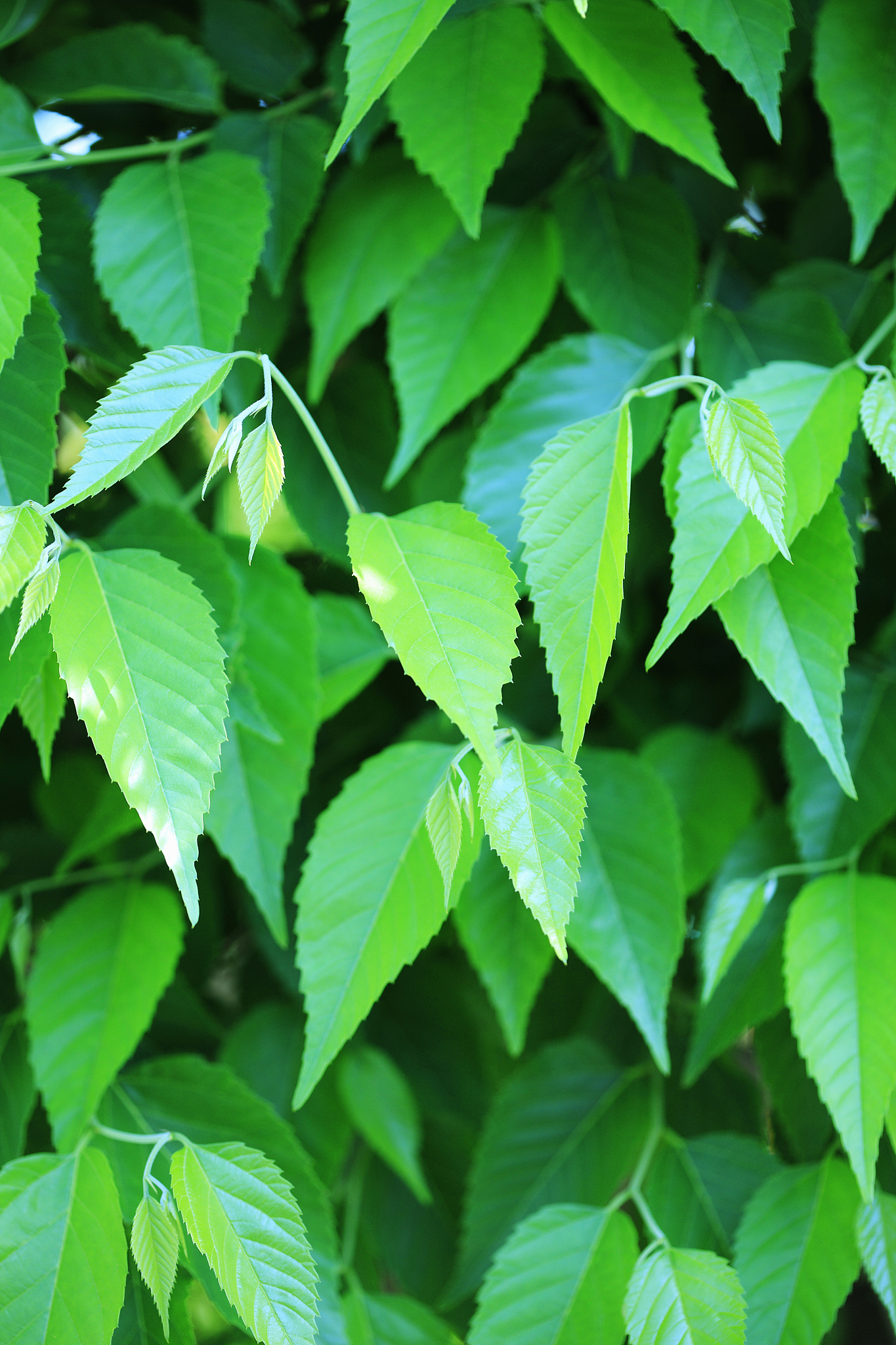 fresh green