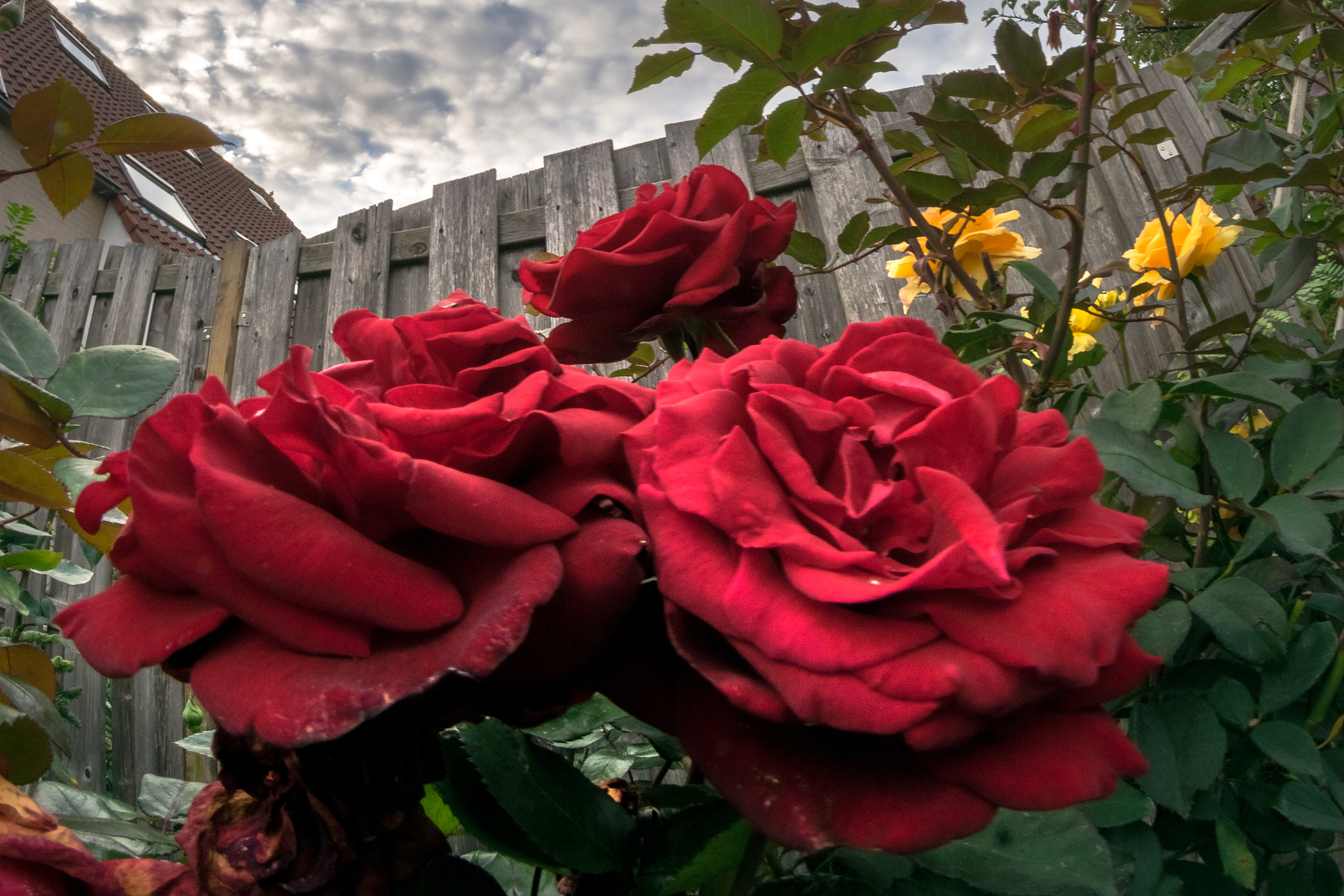 Breast Cancer Patient Demographics: Age, Marital Status, Education, and Medical Insurance