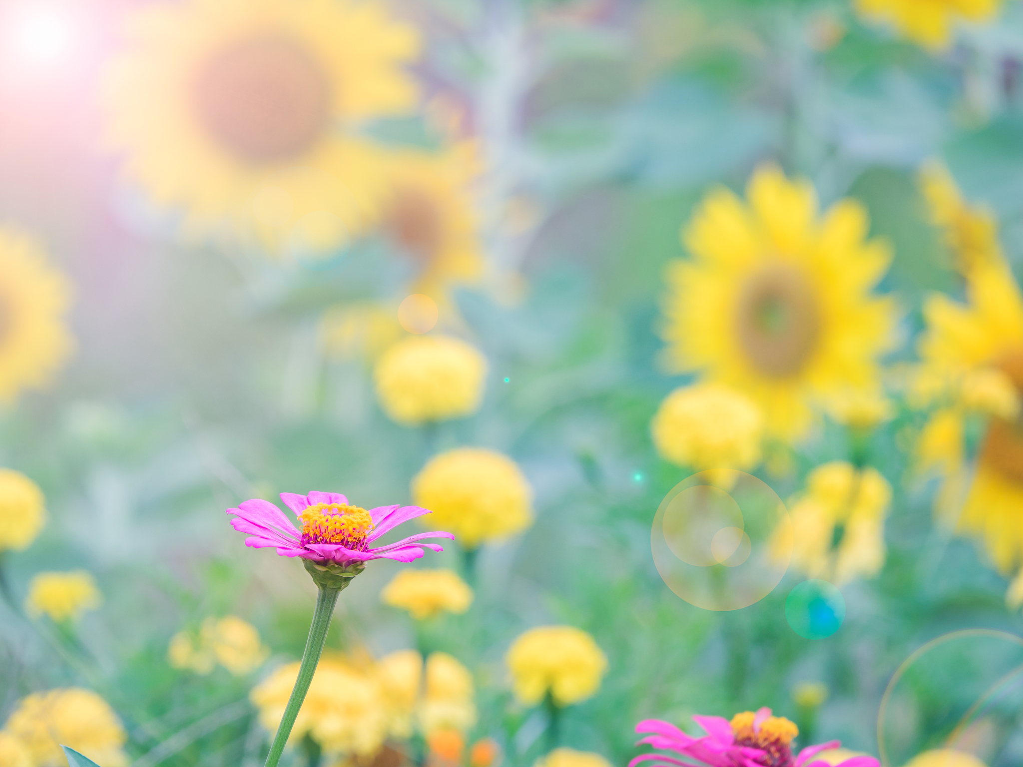 帮我想一句祝福语