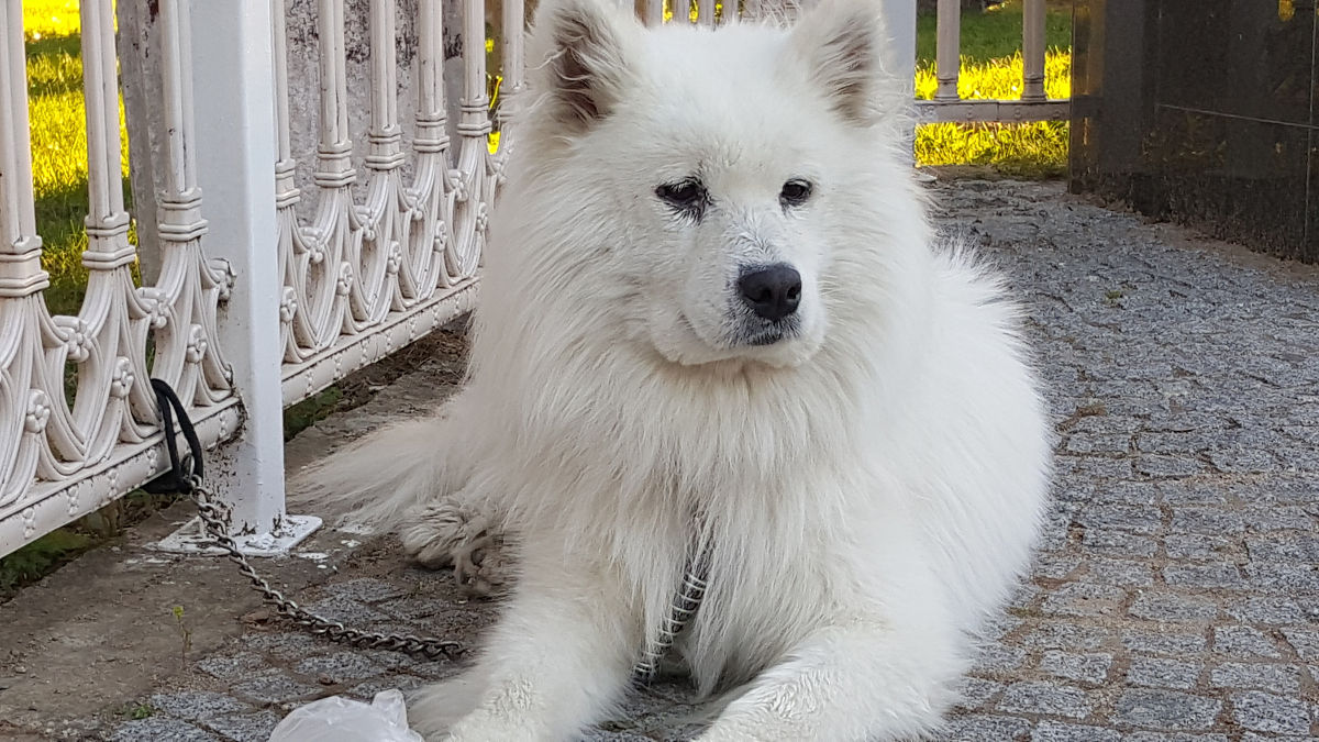 亿万富犬讲述了什么