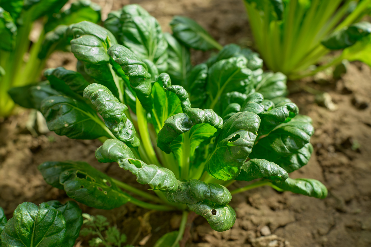 北方芥菜种植时间 - 春季和秋季最佳