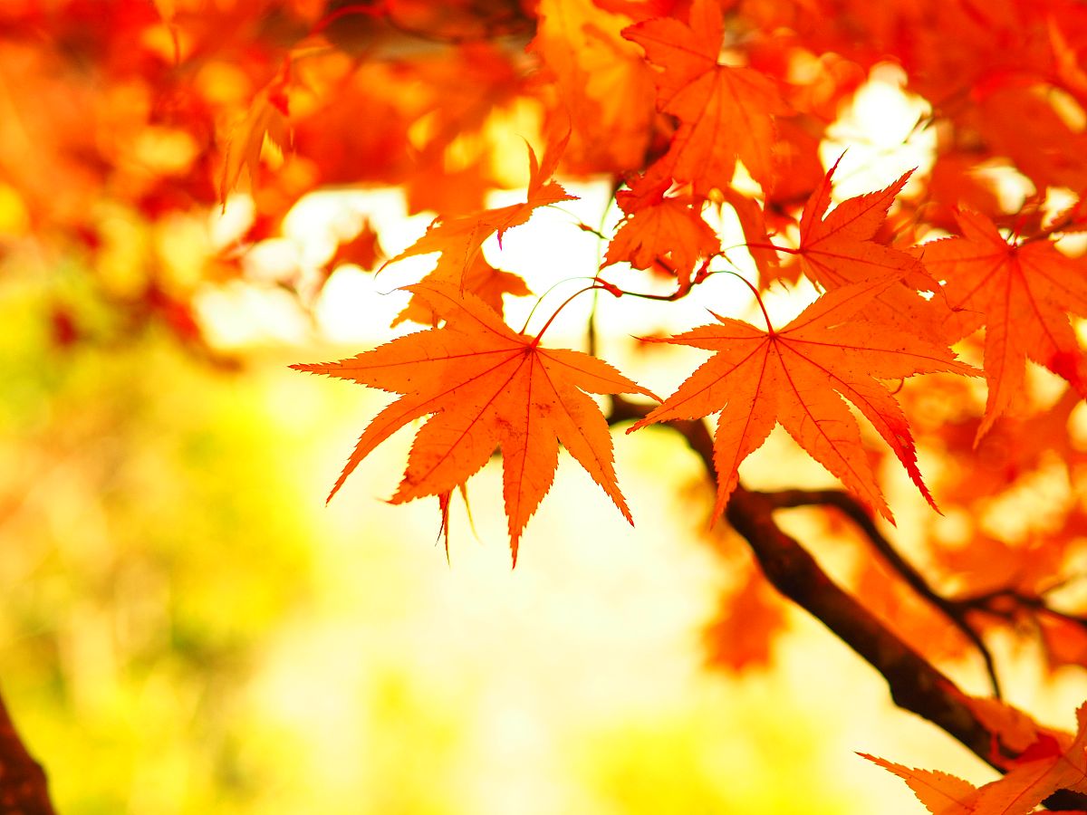 描写秋天景色的优美诗句，秋天的诗意与喜悦