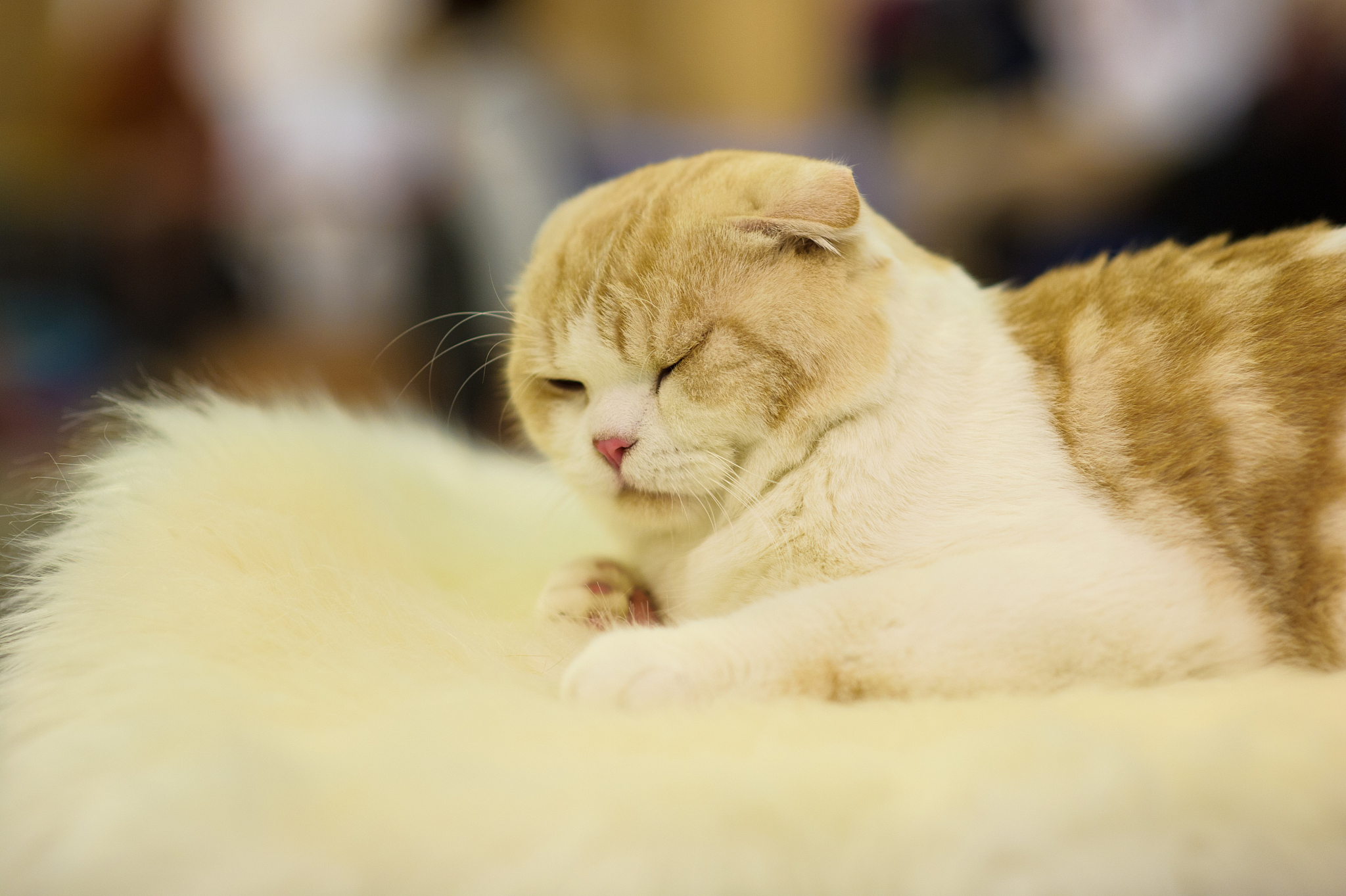 在每句话结尾加上'喵'？我试试！