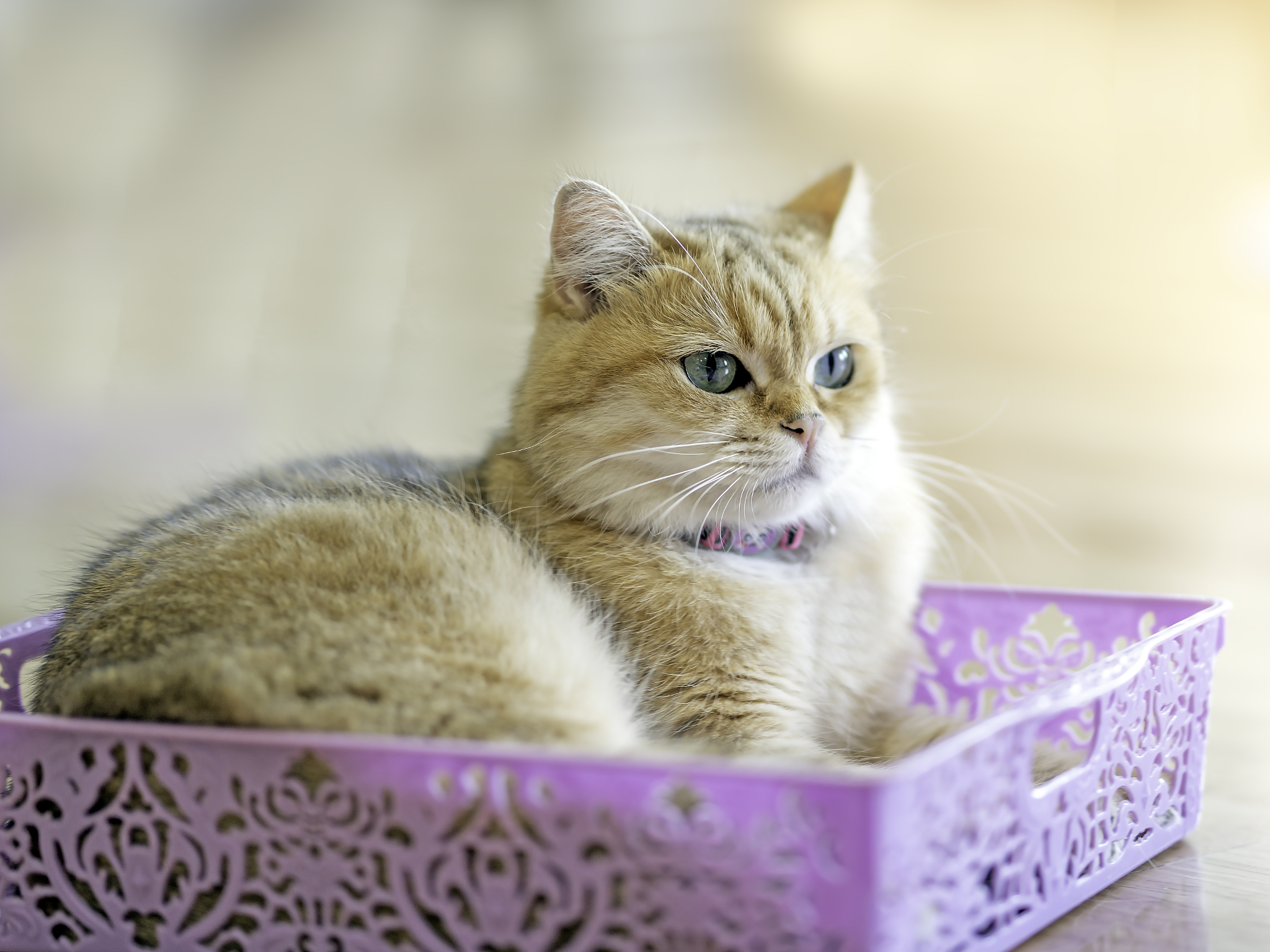 狸花猫取名：老婆叫芬，小孩名叫润，求个好听的名字