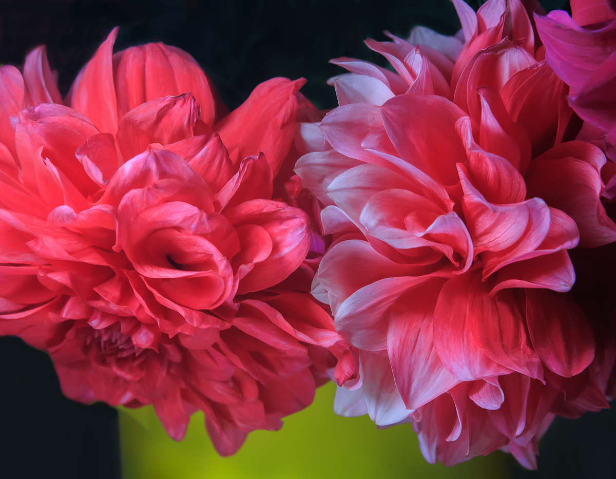 Peony Flower: Symbol of China's Rich Cultural Heritage