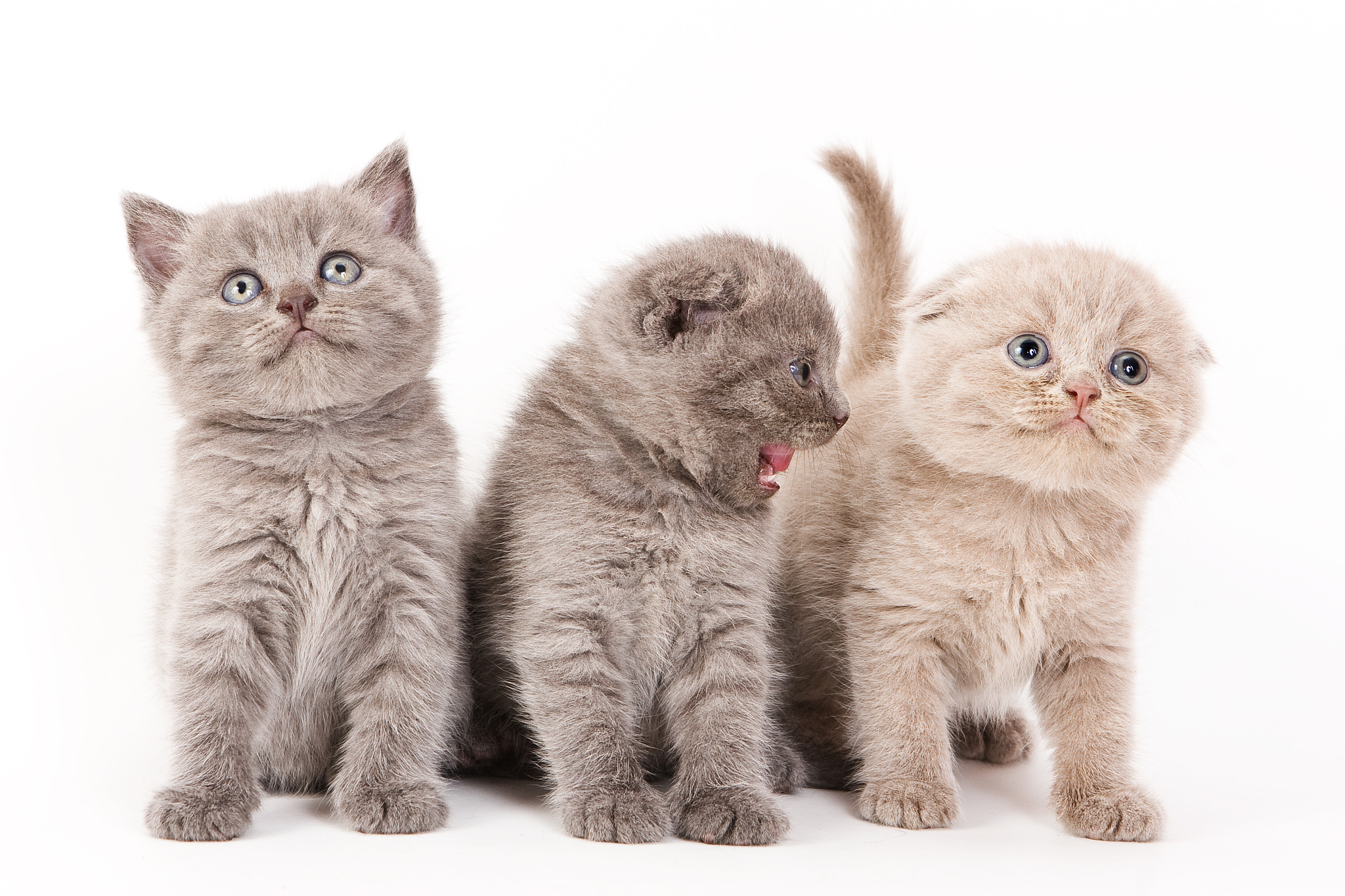 scottish fold kittens