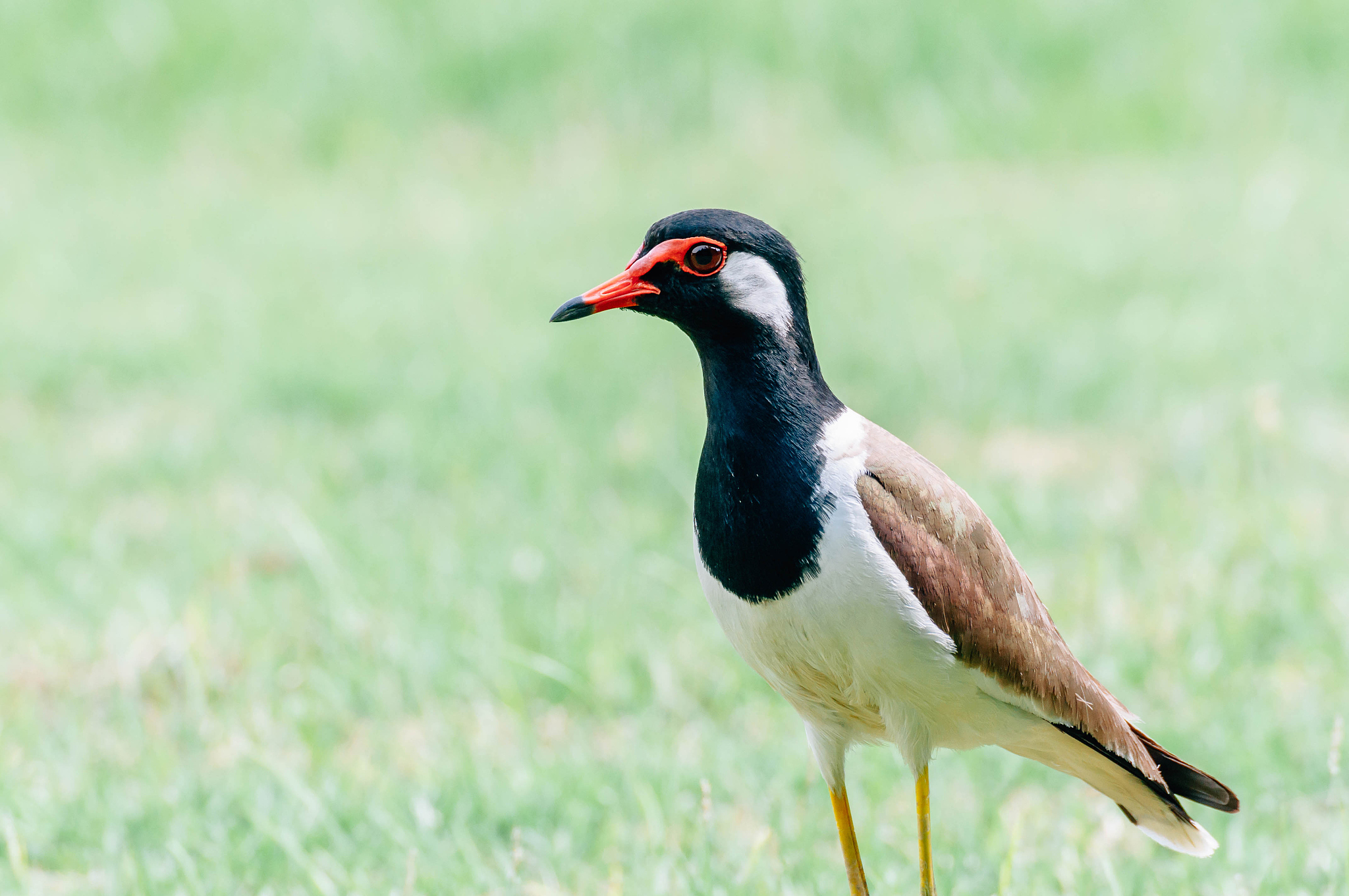 鸡你太美梗的起源和含义 - 网络流行语解析
