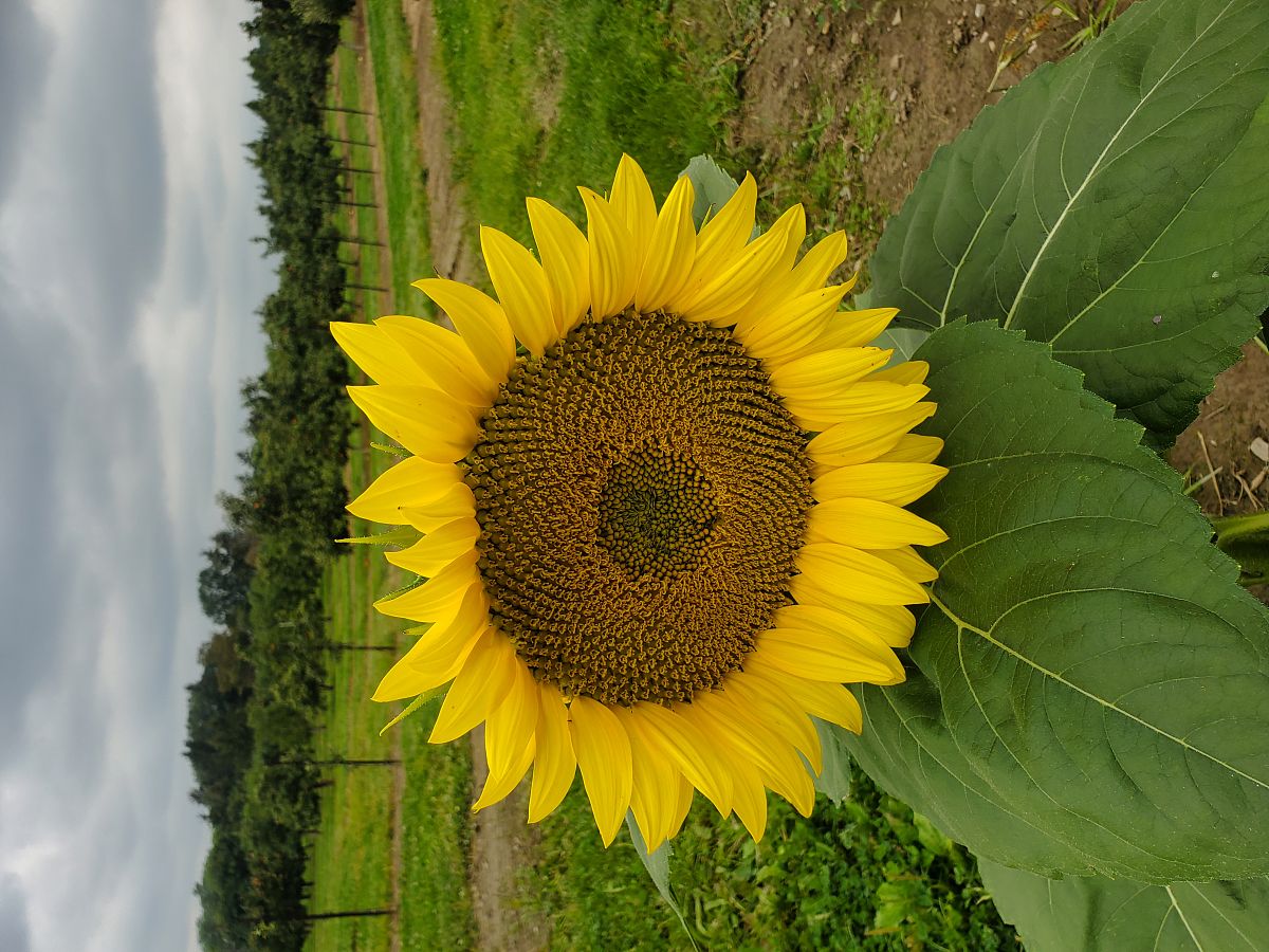 基于最优控制方法的植物功能结构生长研究