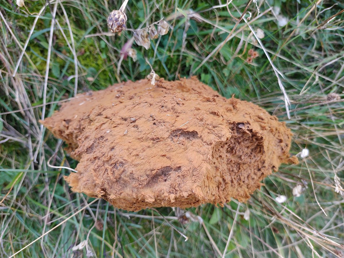 保山中医药高等专科学校中药专业招生