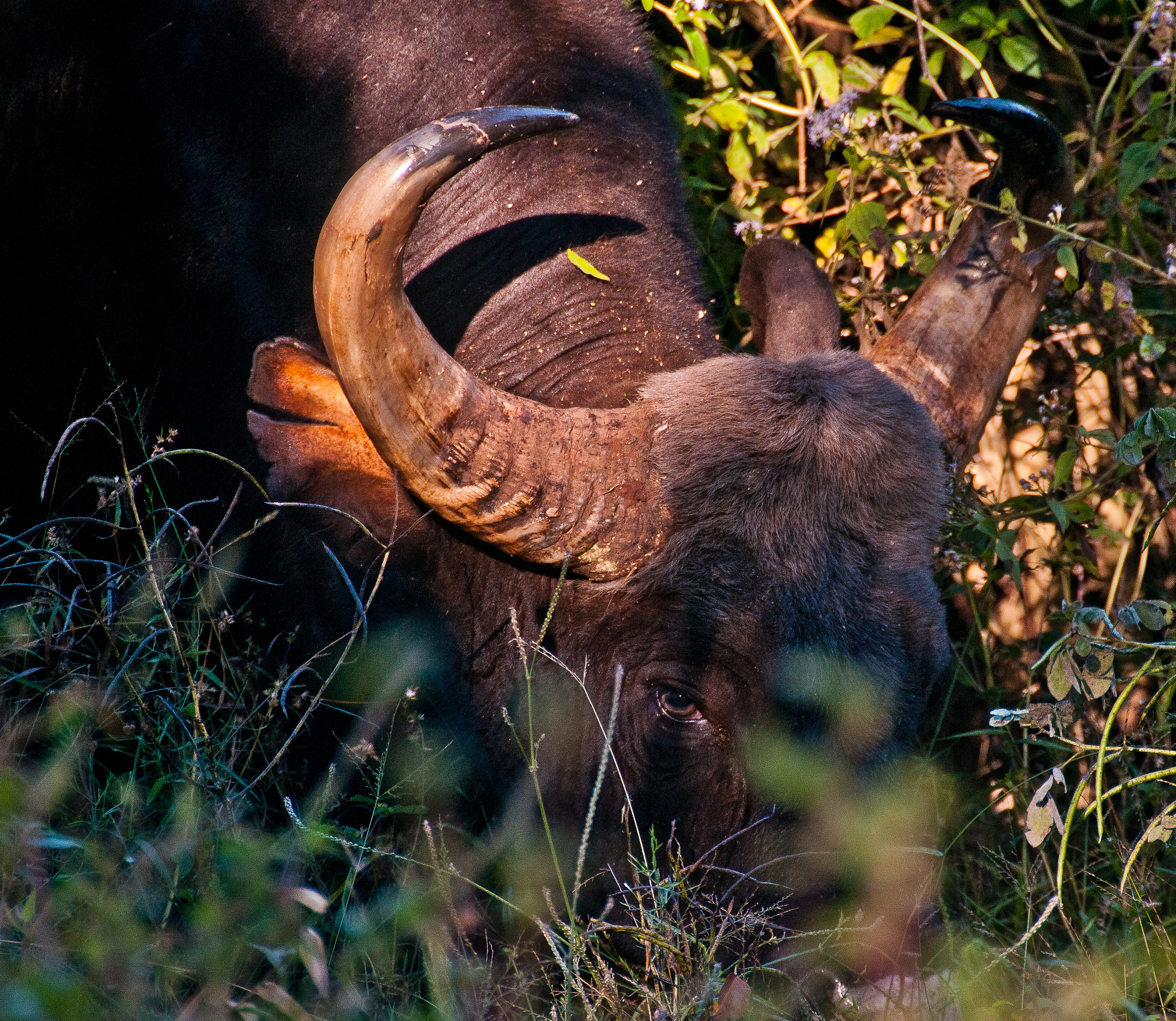 an indian gaur grazing, tamil nadu, india.