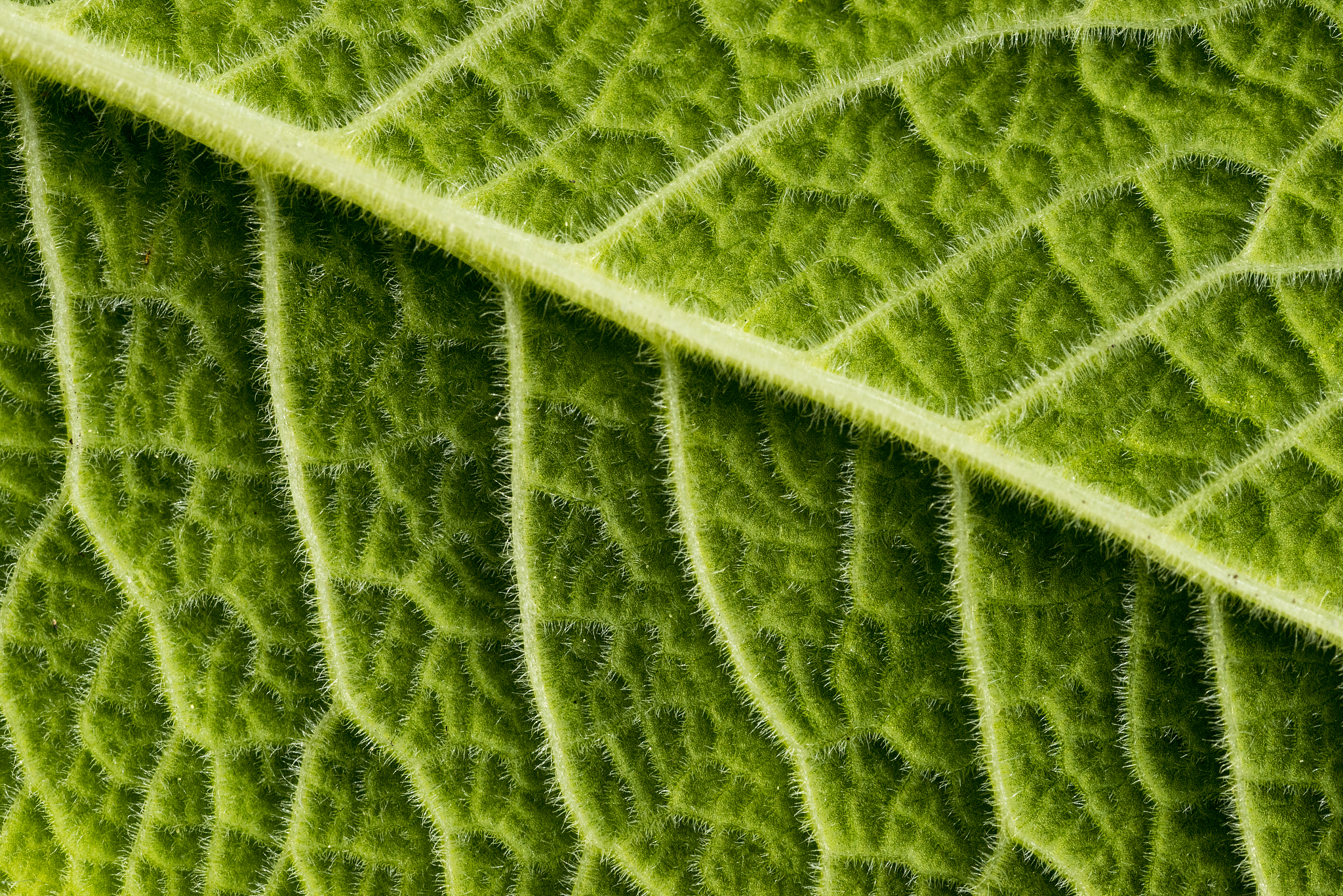 leaf close up