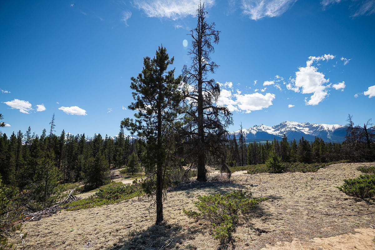 生态系统退化与恢复指标构建：微生物数据分析方法