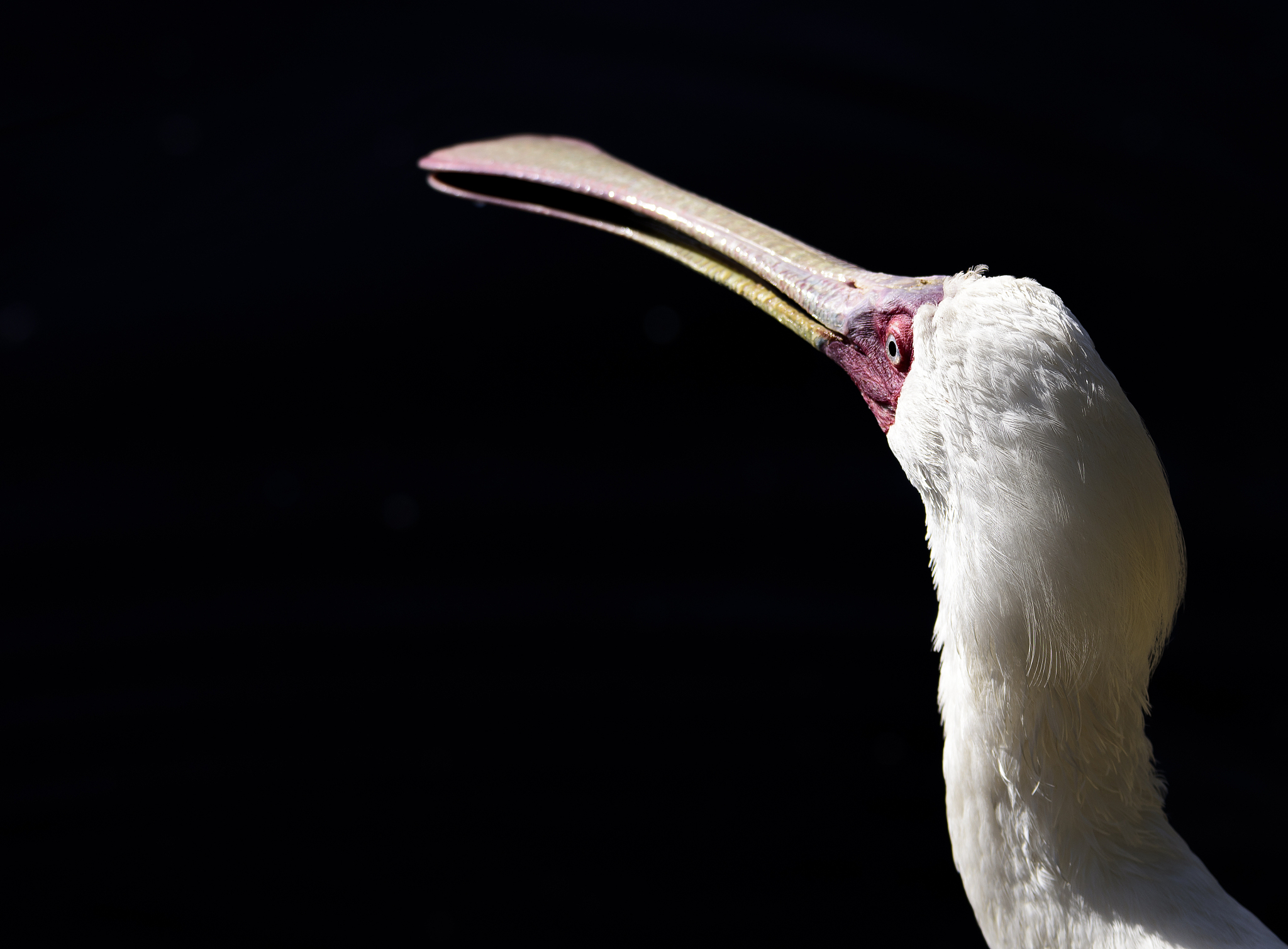 从零开始学摄影：提升摄影技巧的实用指南