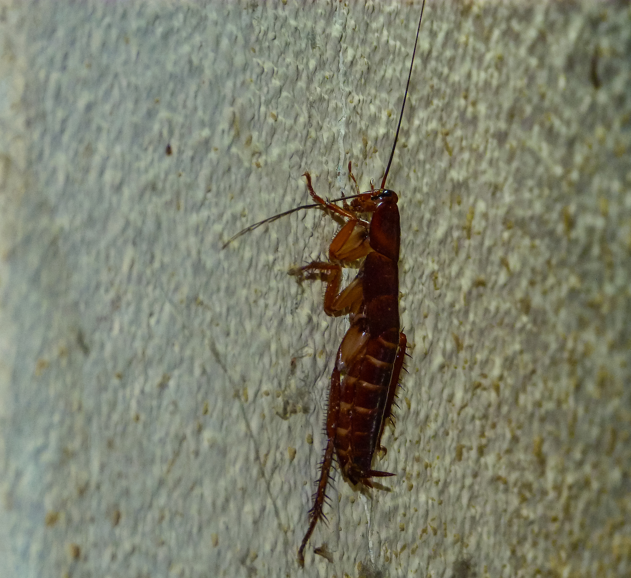 蟑螂引发恐慌：从一个餐厅事件看恐惧的根源