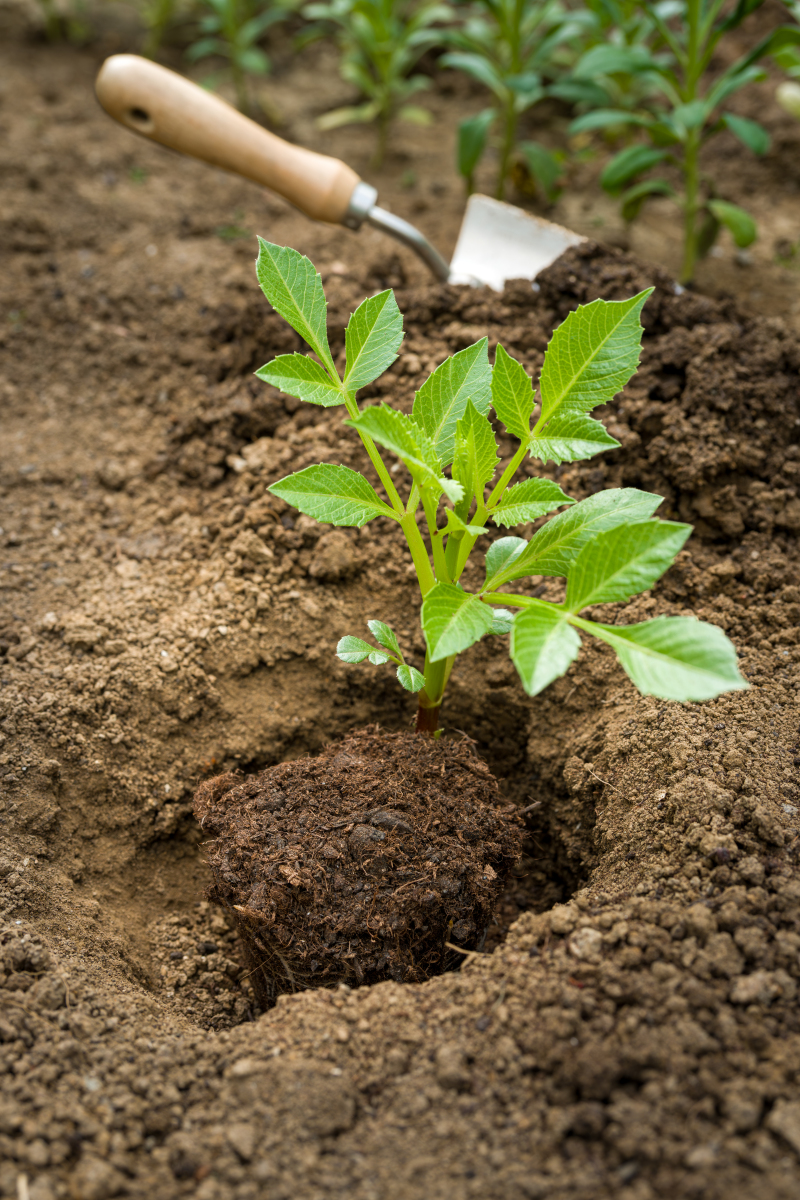 连作年限对木薯根际土壤与非根际土壤的真菌群落演替有什么影响？