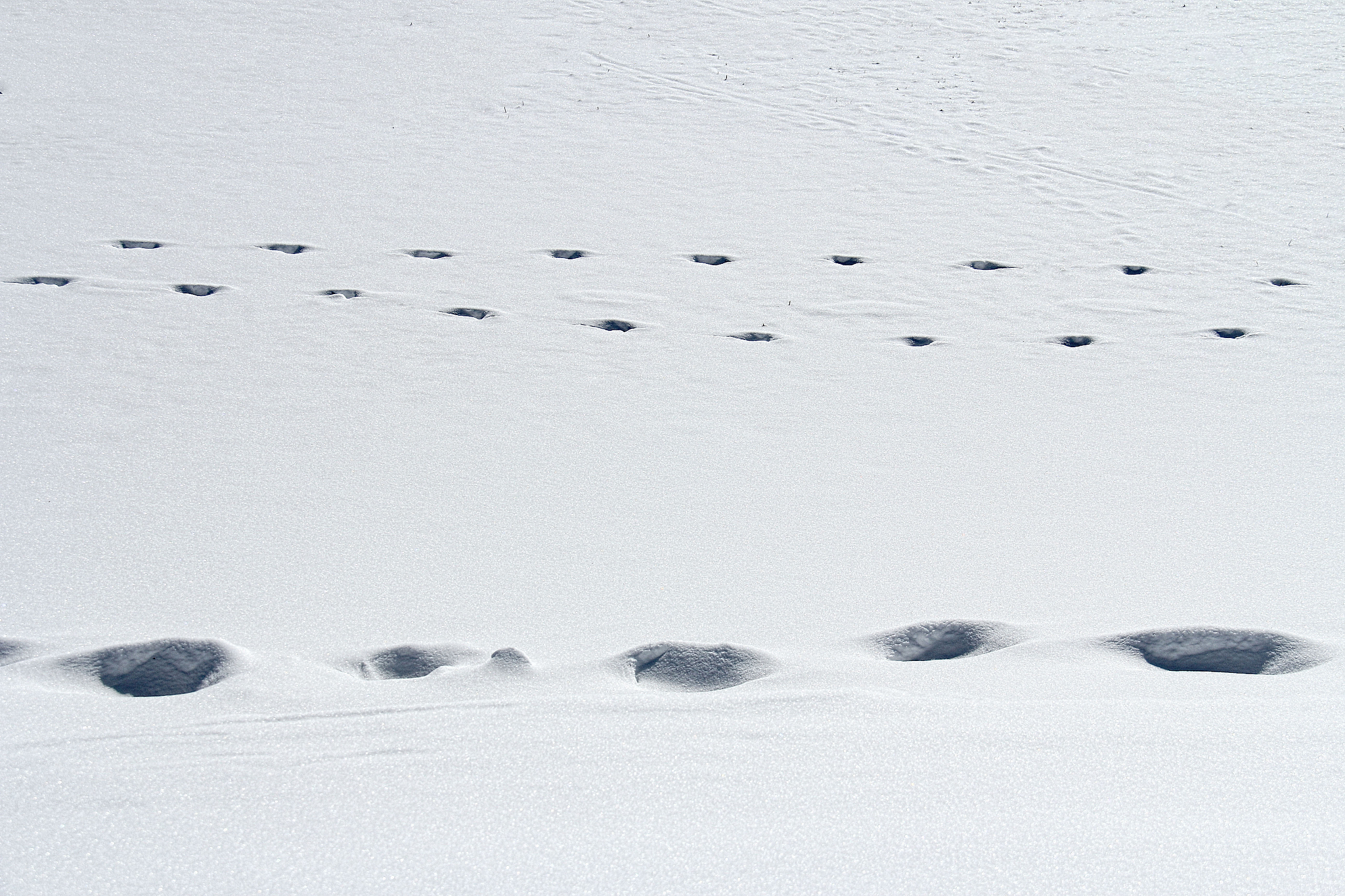 winter path - stock image