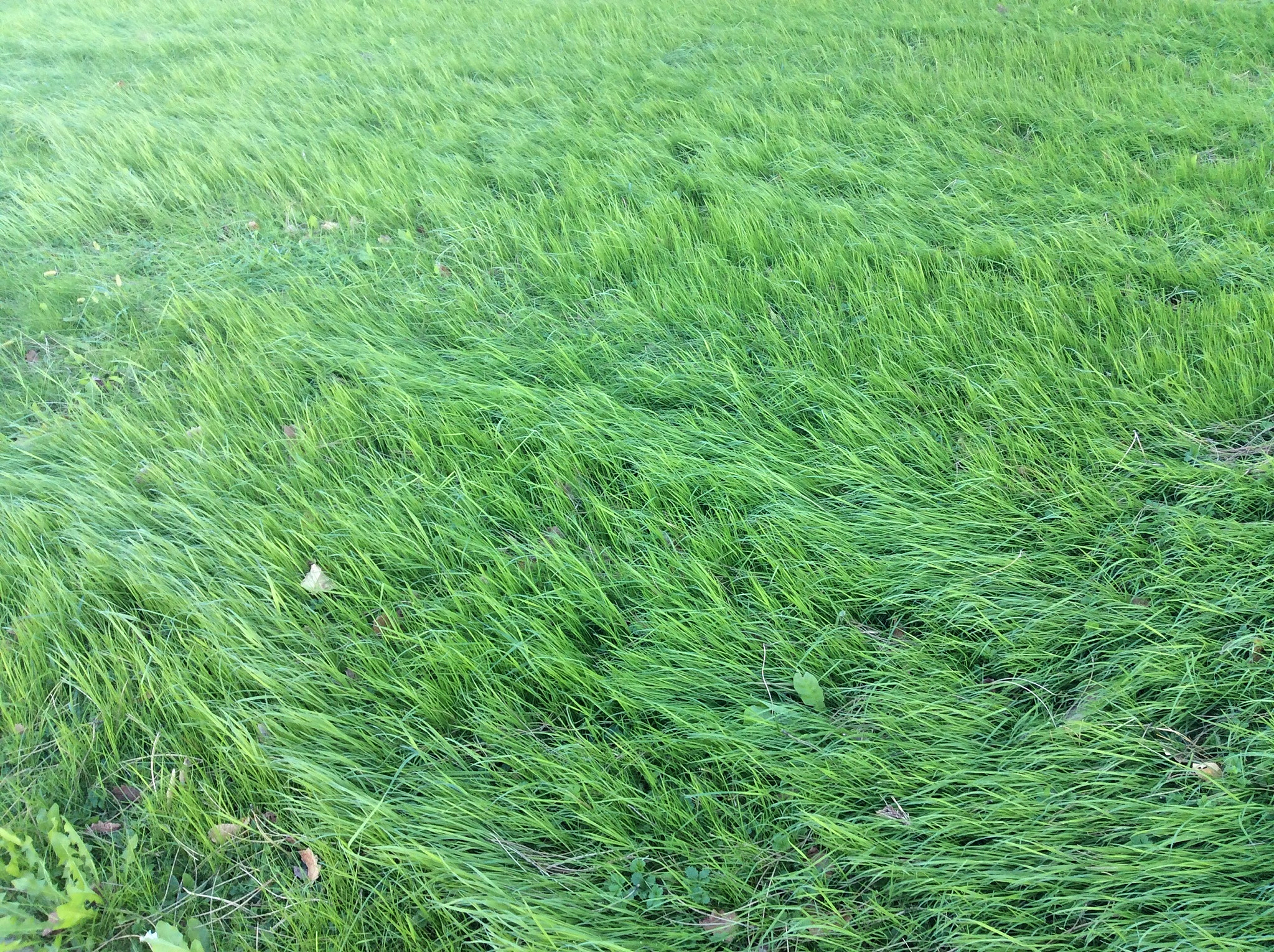 润色下面的中文表述使其表达更加简洁、逻辑性强、学术化符合中文论文风格。本研究共计采集了347幅不同生长阶段与生长状态的苜蓿与禾本草混作牧草图像图像大小为4032×3024像素默认RGB颜色空间与JPEG图像存储格式。为了降低环境因素对成像的影响所有牧草图像均是在光照稳定、晴朗、无风的天气下采集。