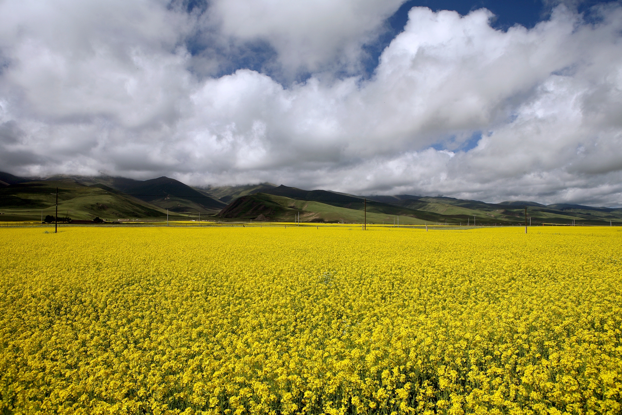 高原油菜花播种时间和成熟时间帮我用200字详细描述