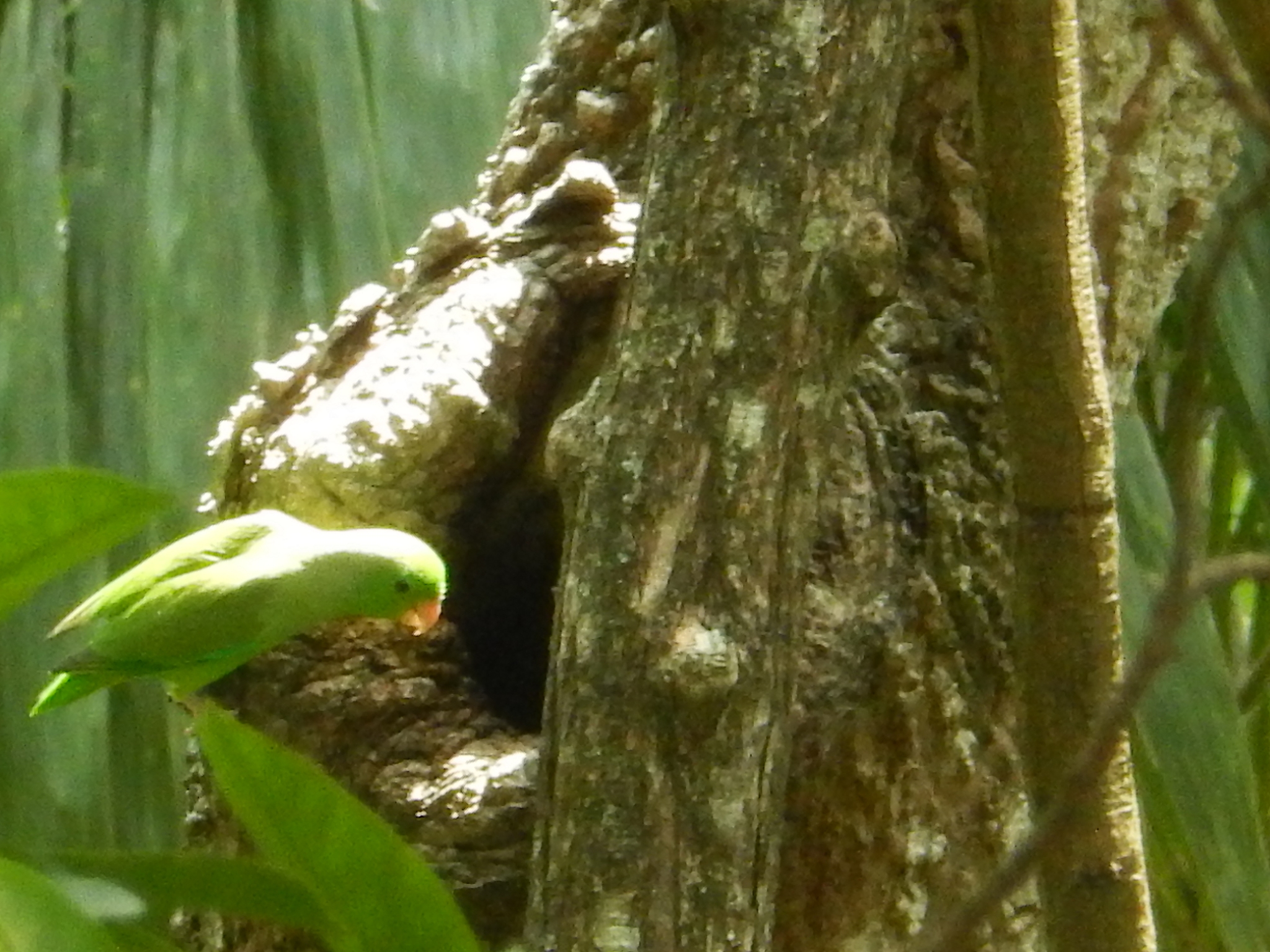 Animals期刊：探索动物科学前沿的国际平台