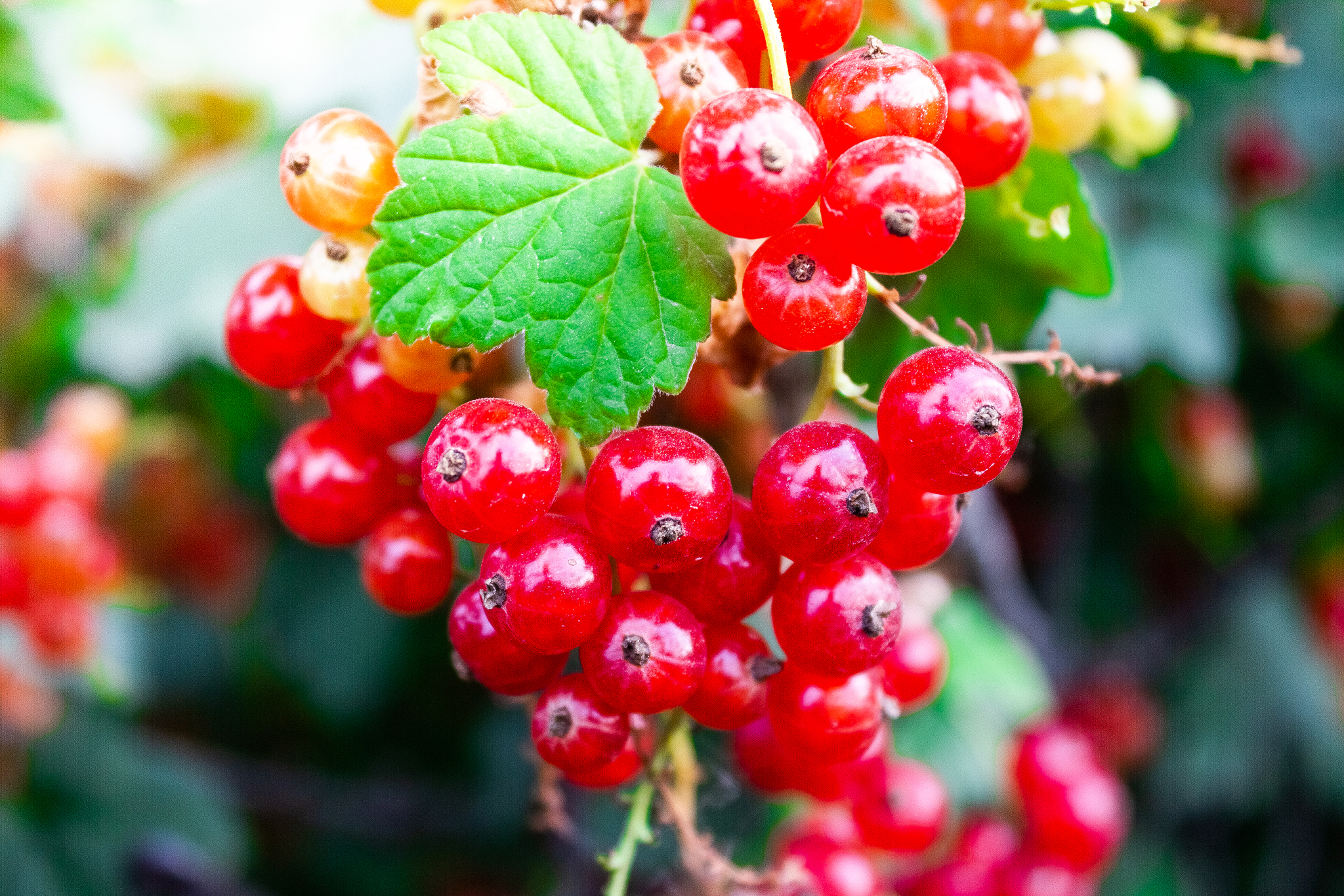 red currants on branch in garden on sunny summer day