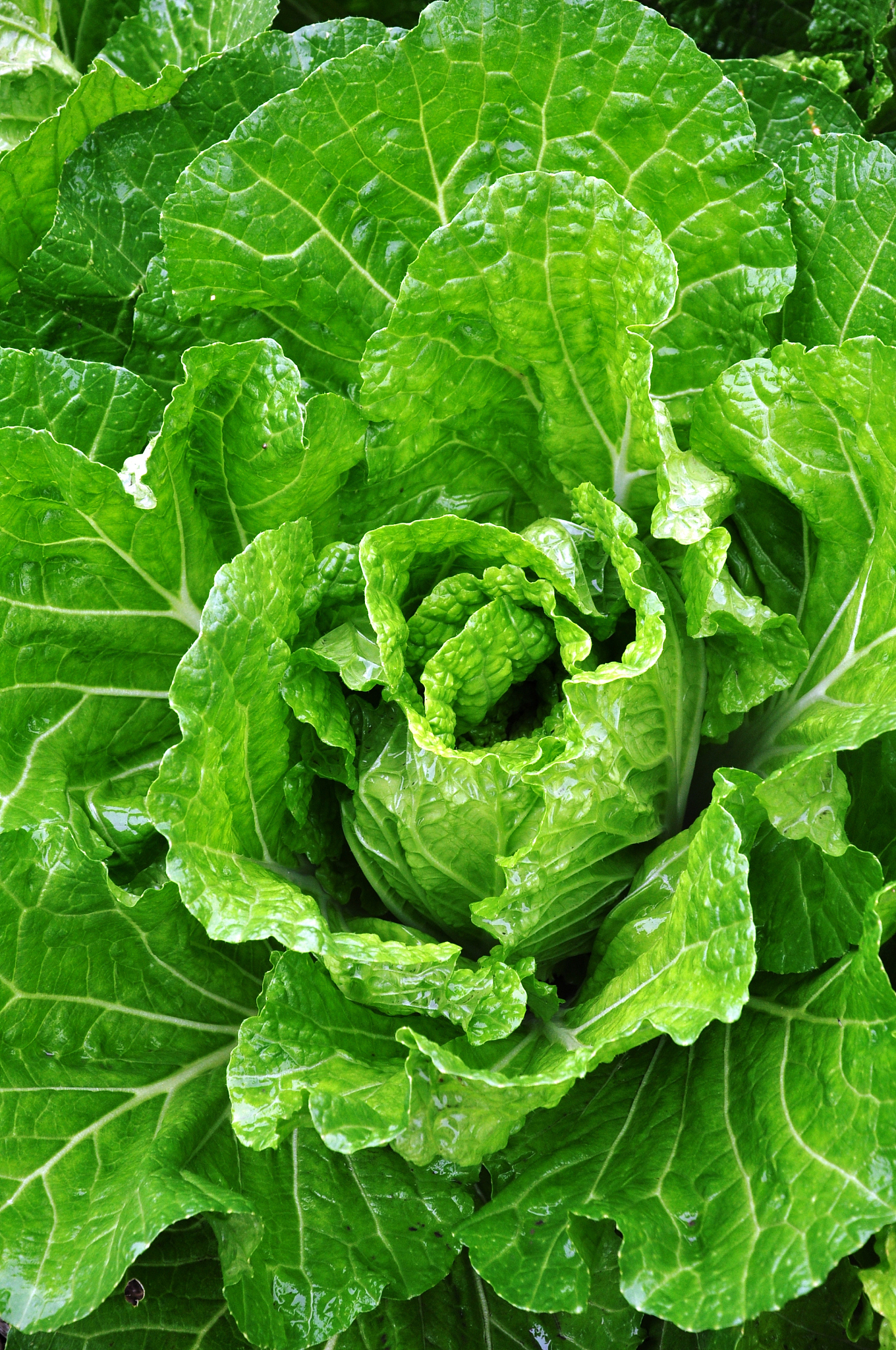 外源油菜素内酯对环境胁迫下植物可溶性糖积累的影响