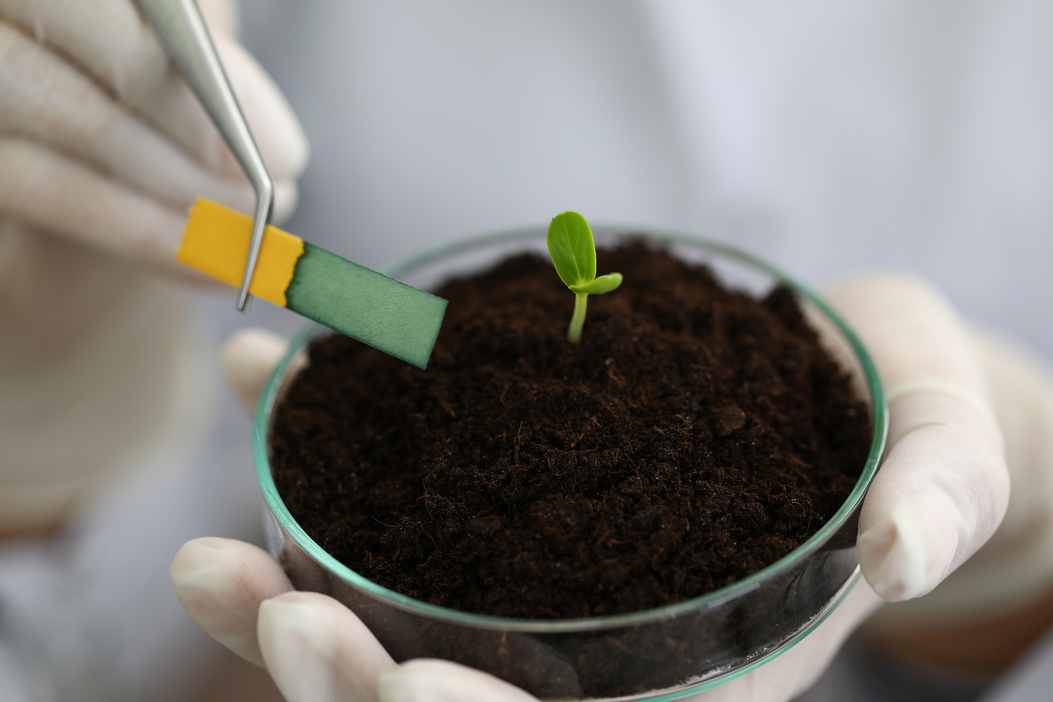 探究不同肥料类型对植物生长速度的影响：一个简单的实验