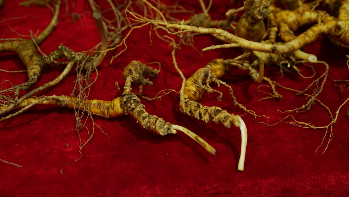 丹参的食用部位是什么？根茎的功效与作用