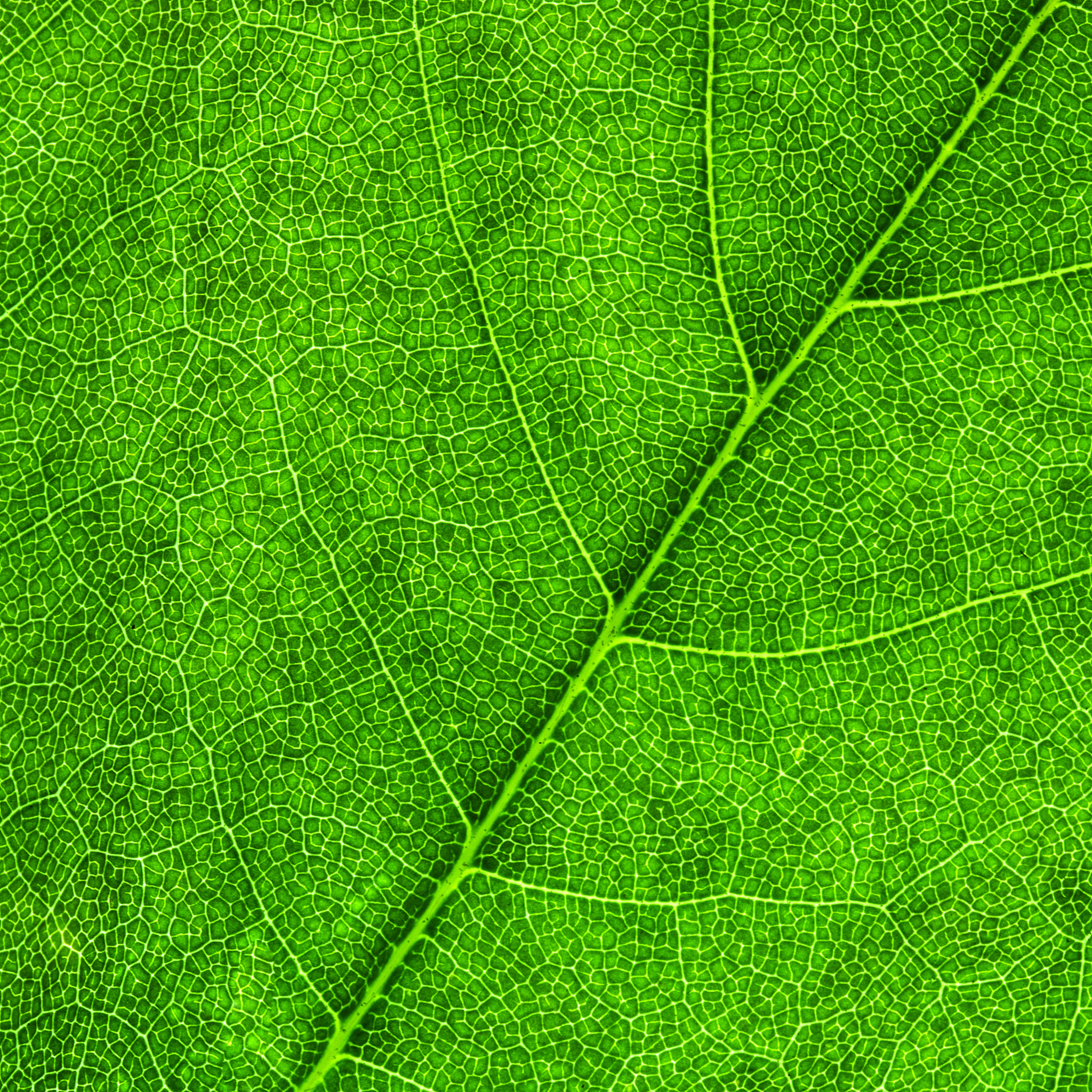 叶绿素含量与吸光度关系：正比还是反比？