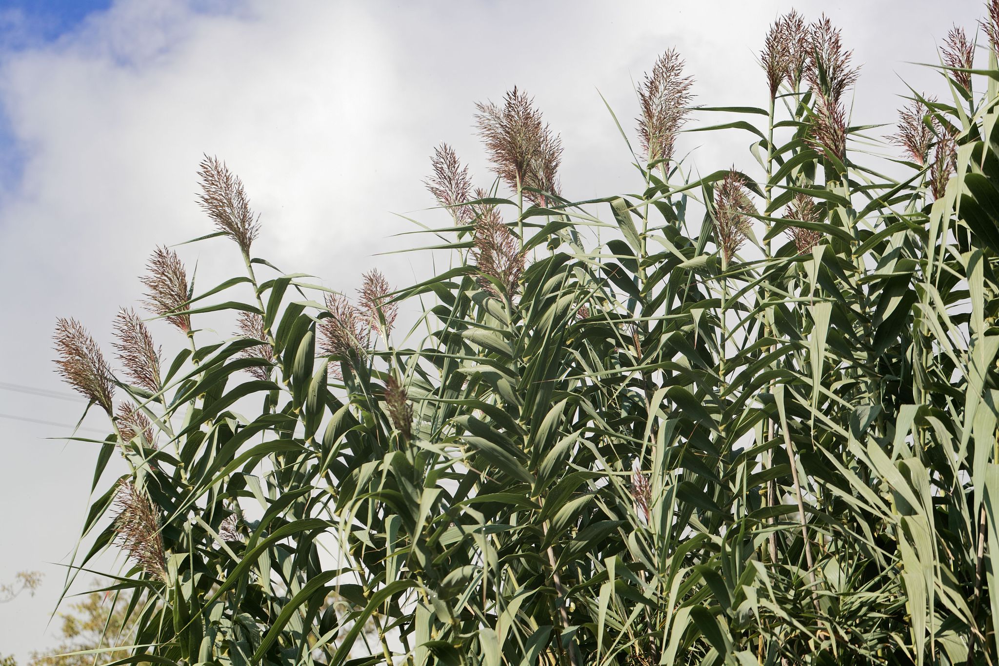 改写 根据IBI2012生物炭被定义为在有限的氧气环境中通过生物质的热化学转化而获得的固体材料。由于其优良的特性它在农业、环境和能源等各个领域引起了广泛关注。